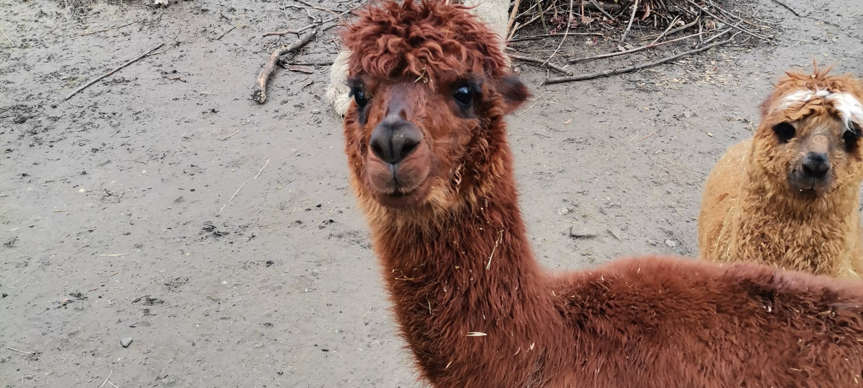 Tierpark-Tickets ab sofort online buchbar