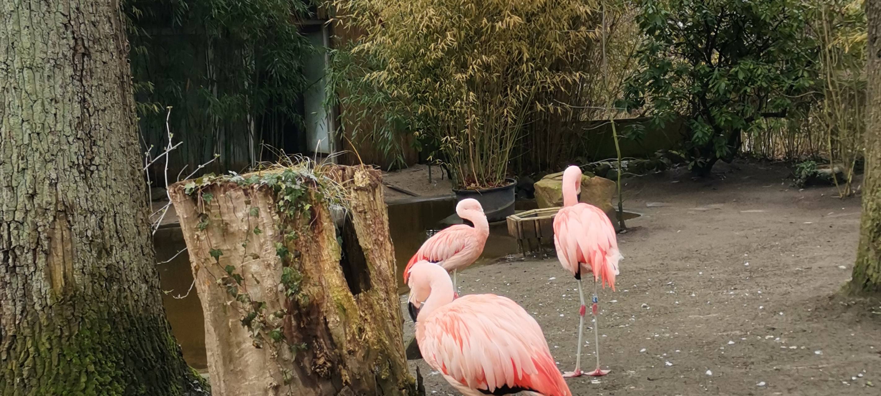 Tierpark-Tickets ab sofort online buchbar