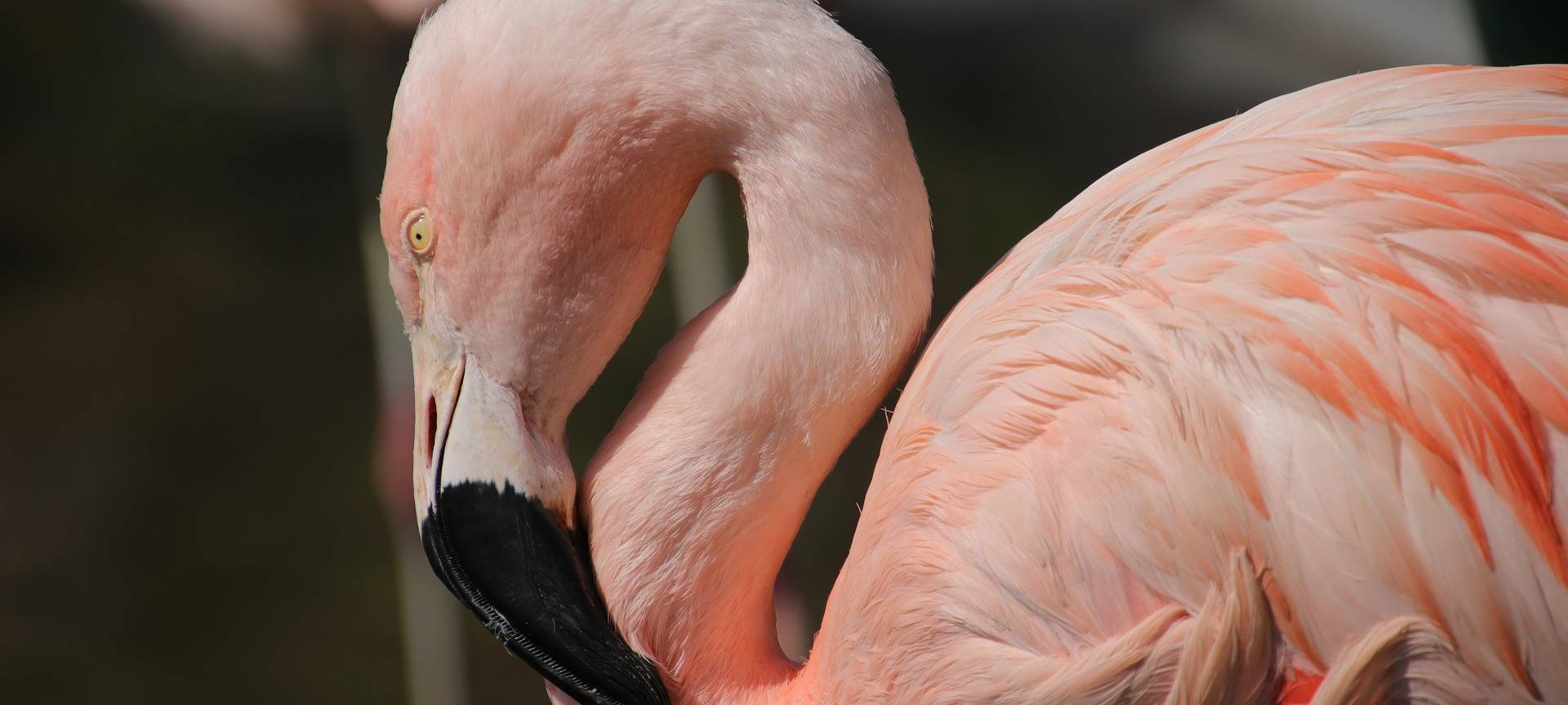 Flamingos bleiben in Hamm