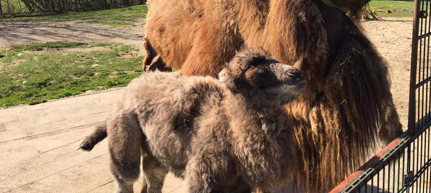 Kamel Baby Donald im Tierpark geboren
