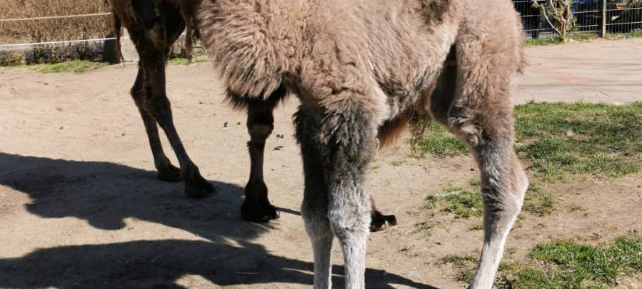 Kamel Baby Donald im Tierpark geboren