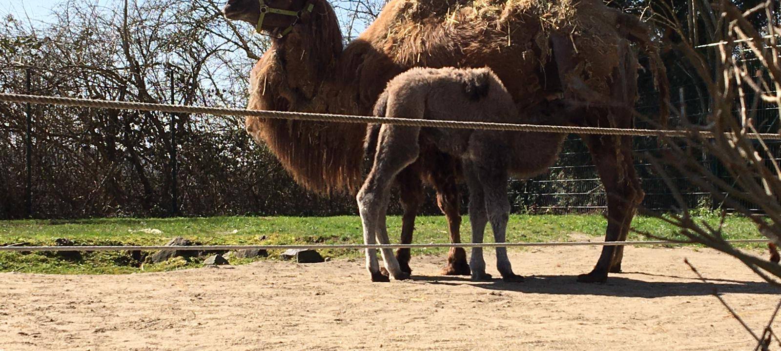 Kamel Baby Donald im Tierpark geboren