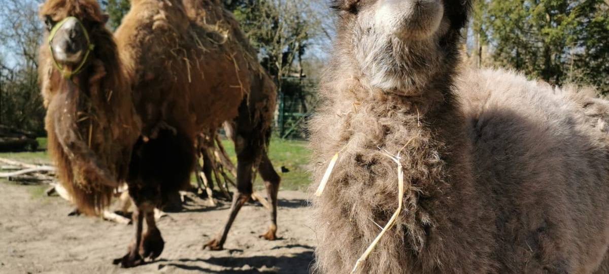 Kamel Baby Donald im Tierpark geboren