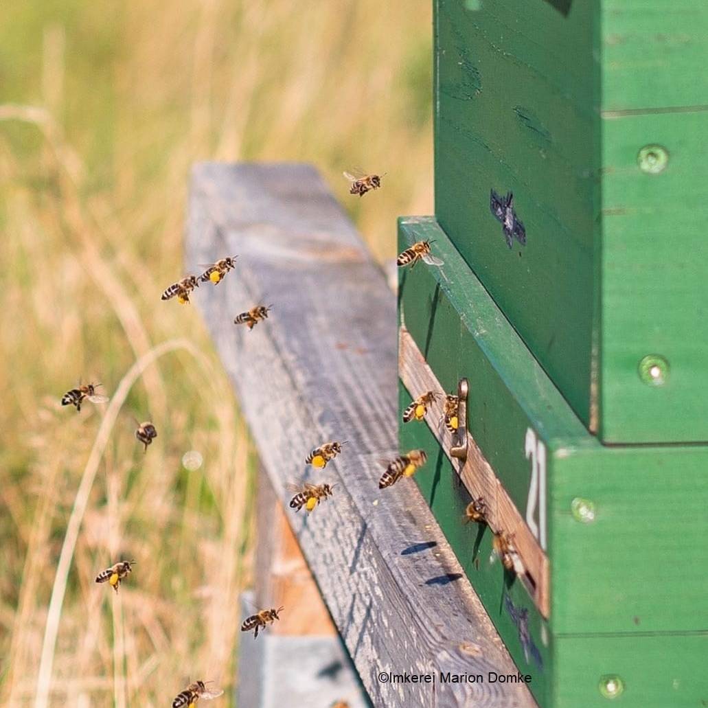 Quelle: Marion Domke