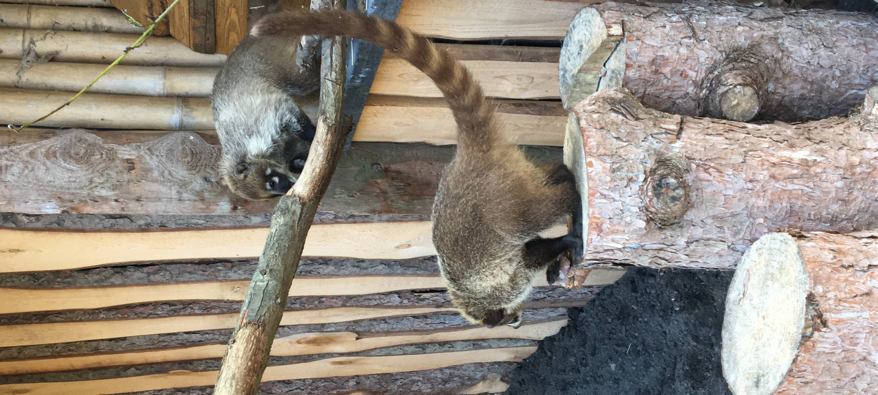 Neue Bewohner im Tierpark