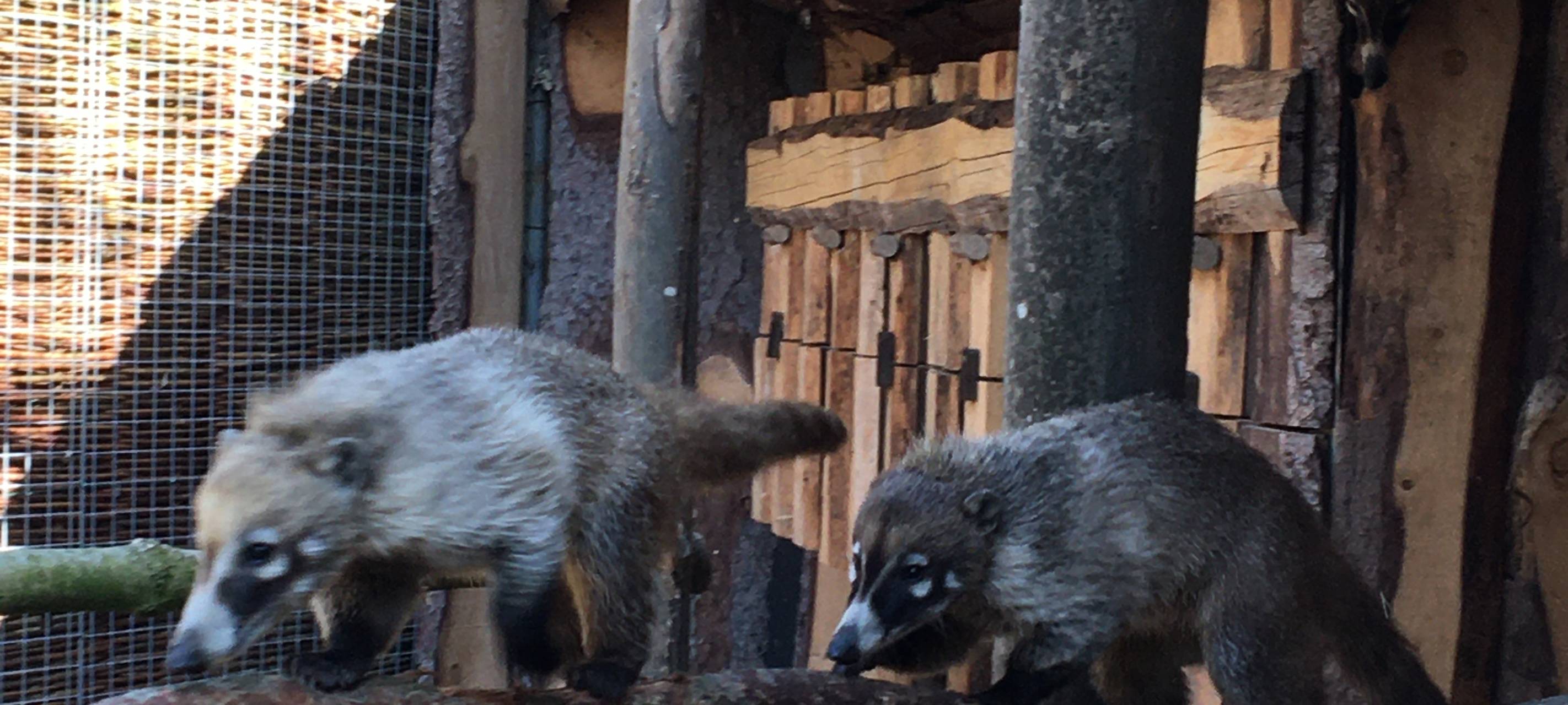 Neue Bewohner im Tierpark
