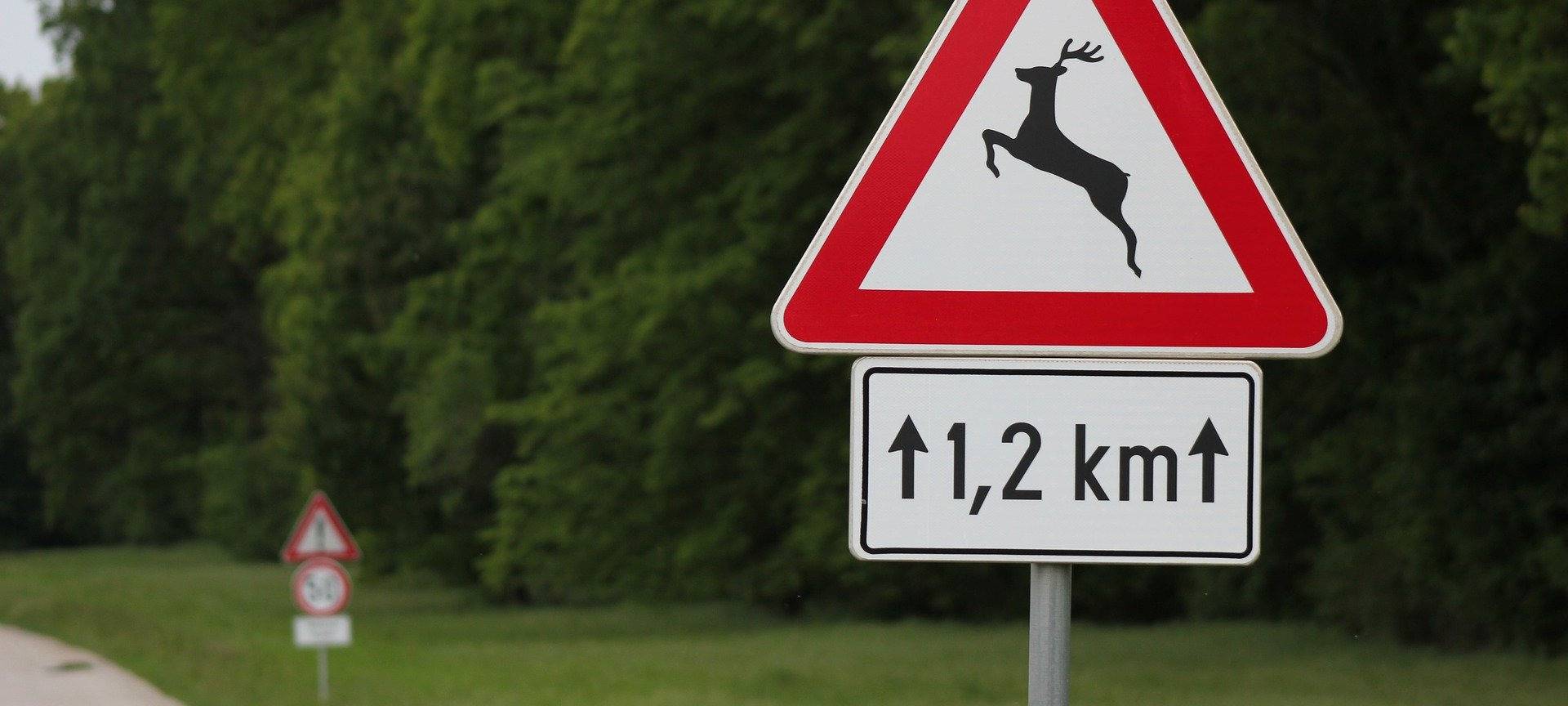 Hammer verletzen sich bei Wildunfall schwer