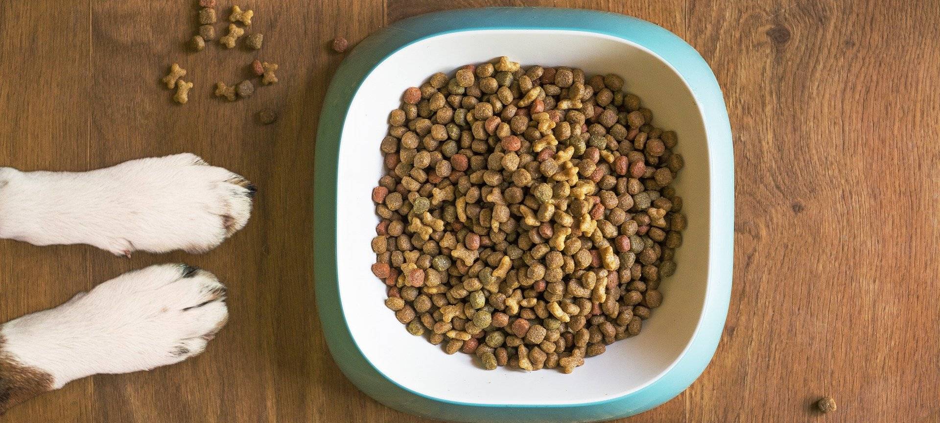 Hammer Tiertafel bittet um Futter-Spenden