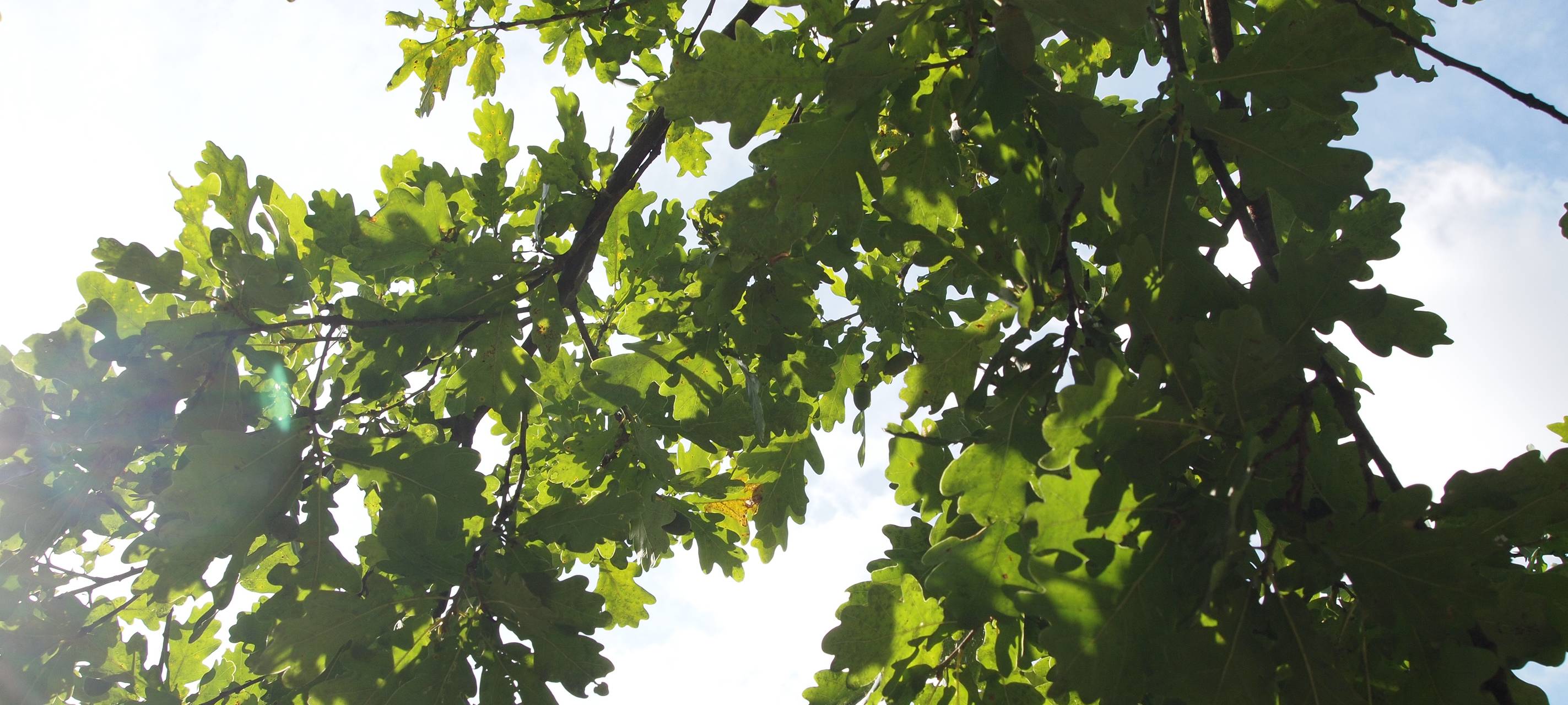 Jungbaum-Paten gesucht