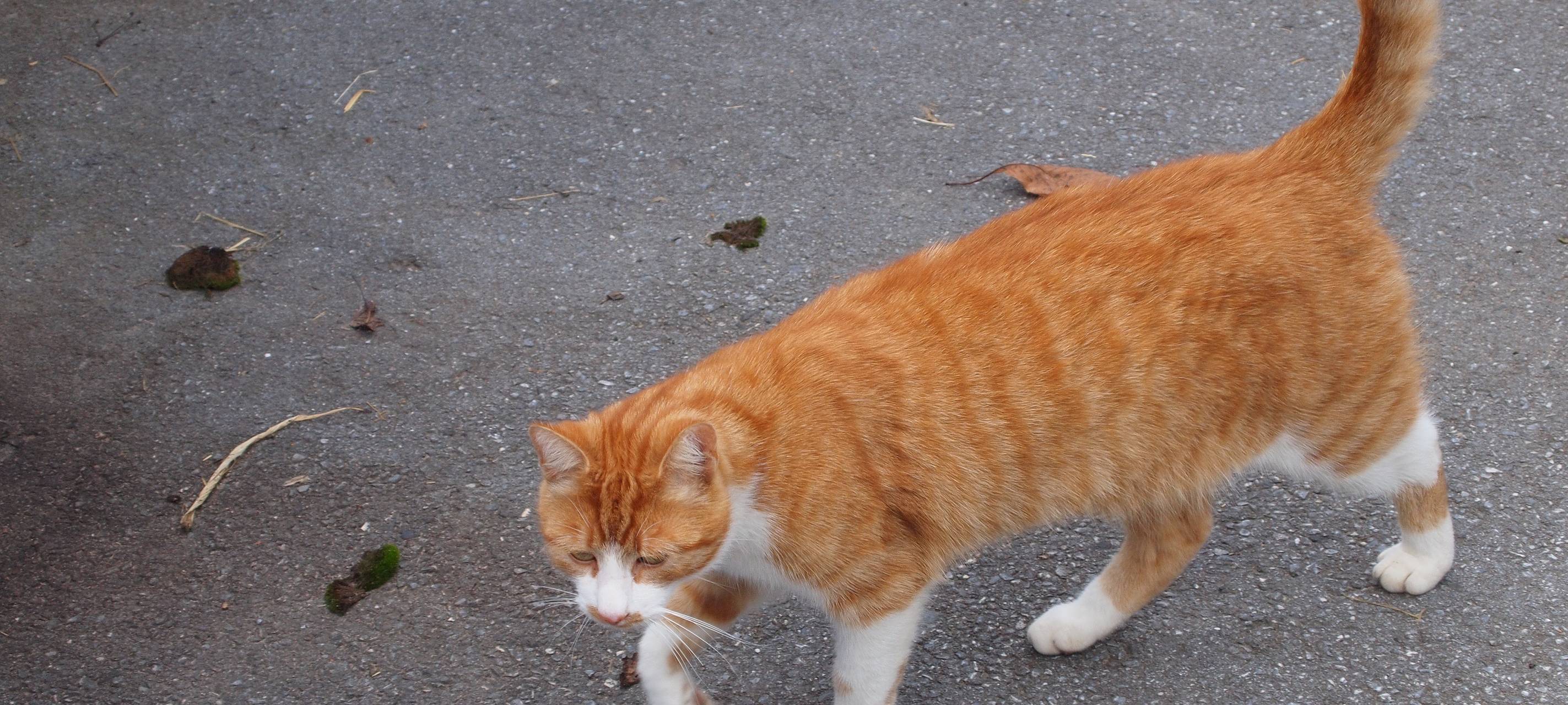 Diskussion über Kastrationspflicht für Katzen
