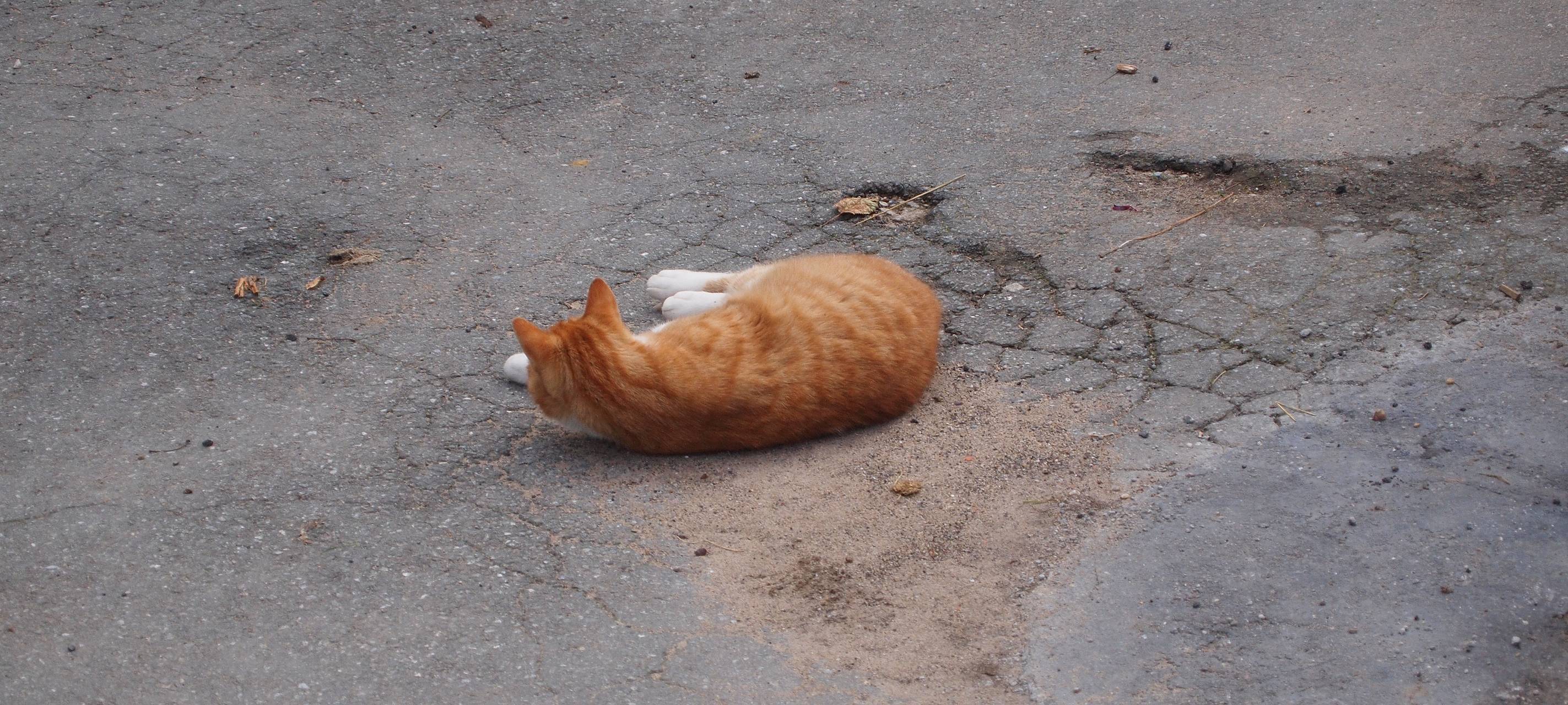 Katzenbabys ohne Zuhause