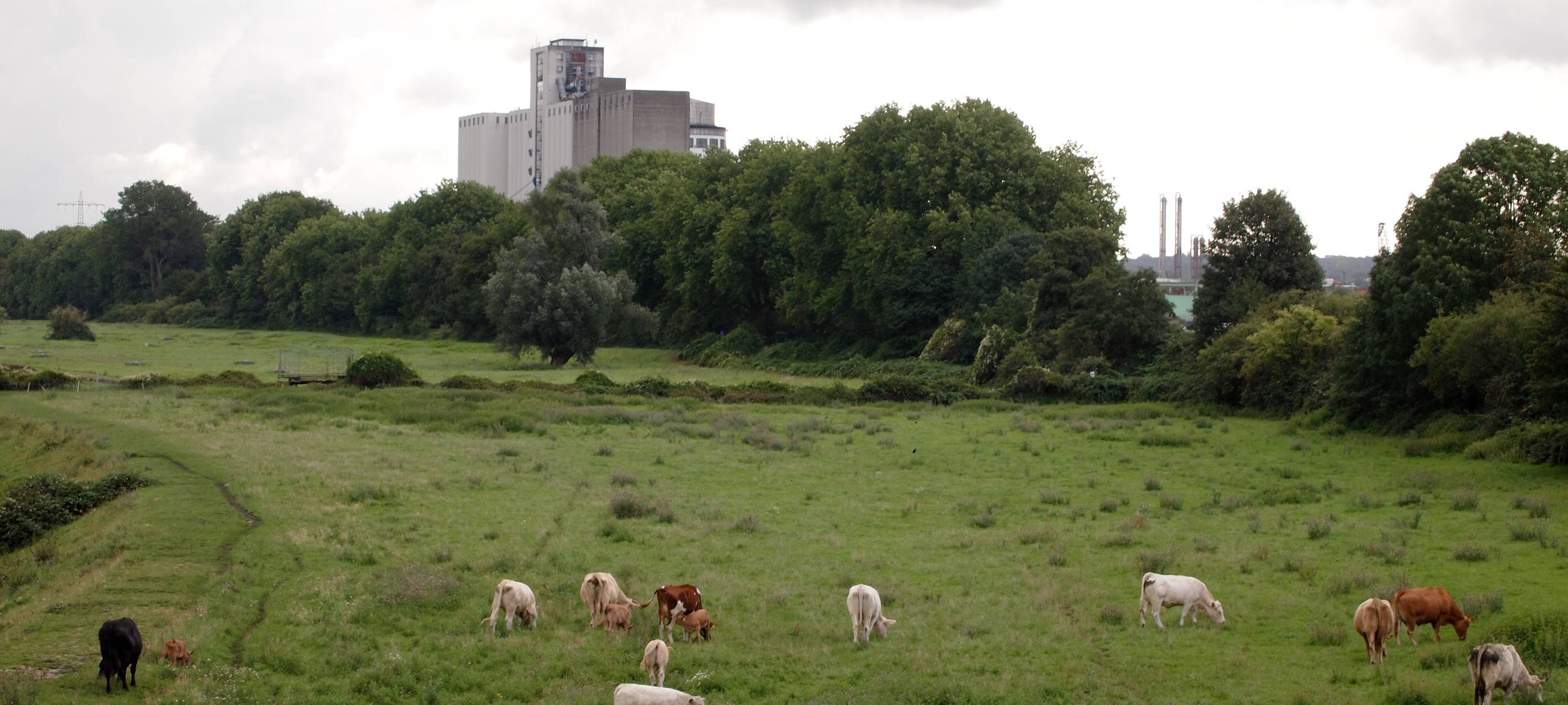 App soll helfen Wölfe zu verscheuchen