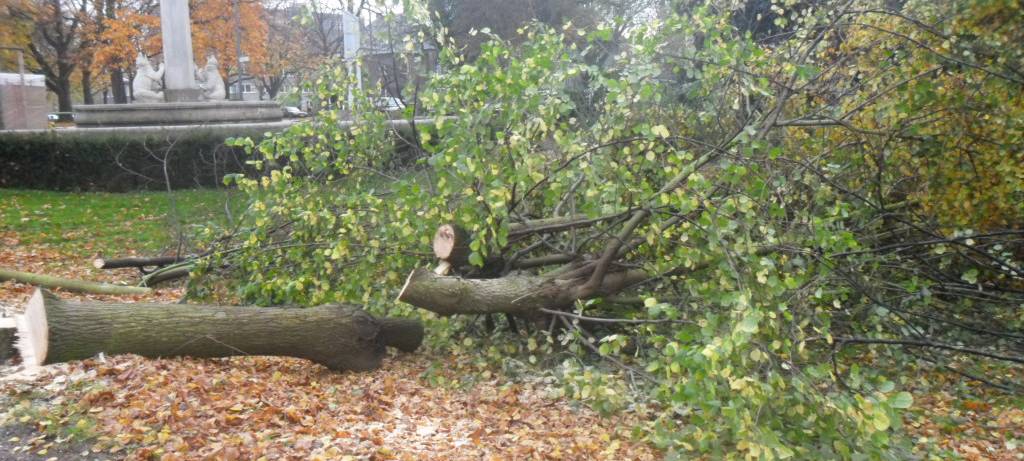Baum fällen gilt nicht