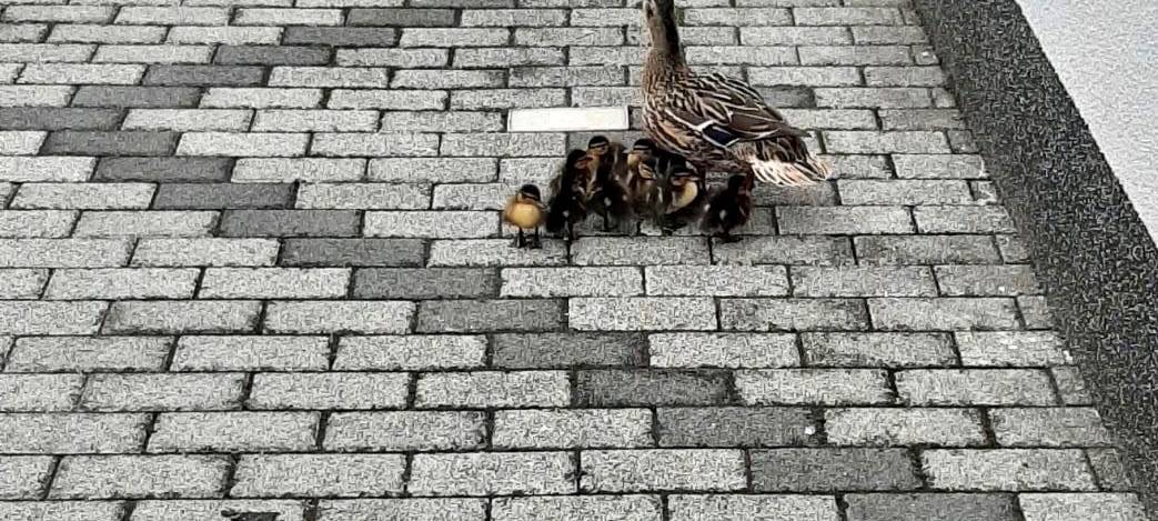 Entenfamilie in Bockum-Hövel unterwegs