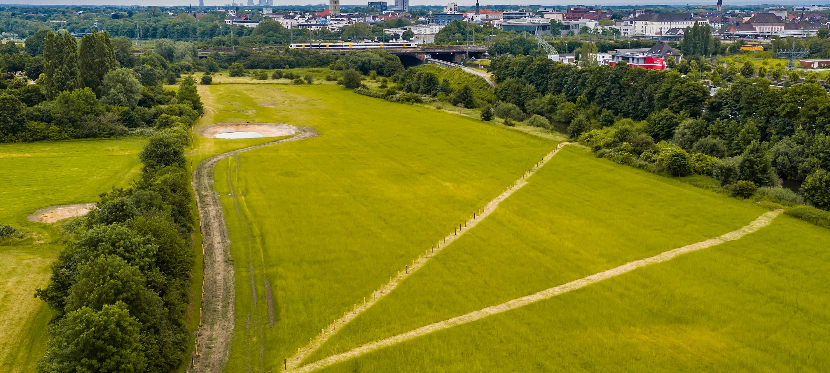 Rinder in den Lippeauen in Hamm