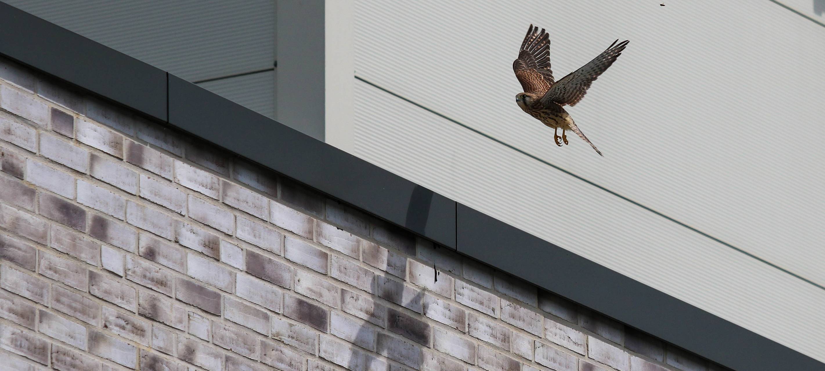 Ein Falke fliegt auf das Gebäude der Hochschule Hamm-Lippstadt zu.
