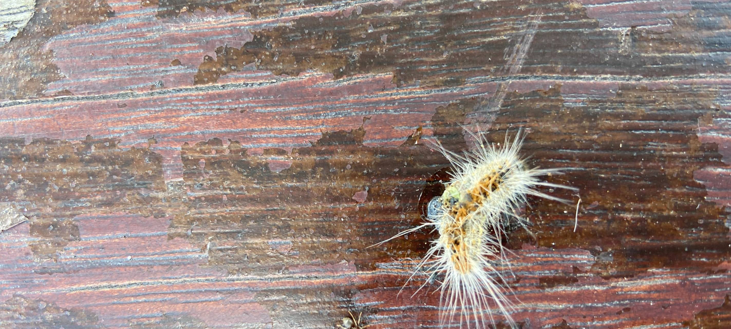 Ein Eichenprozessionsspinner liegt auf einer Bank.