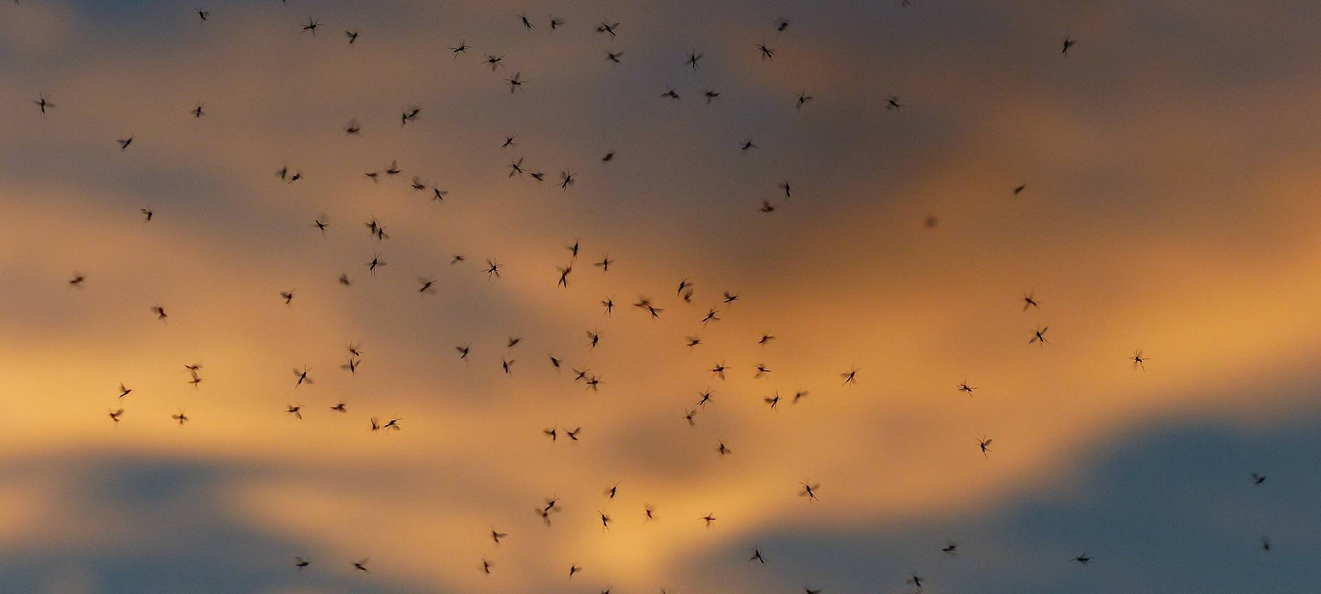 Ein großer Schwarm Mücken fliegt durcheinander.