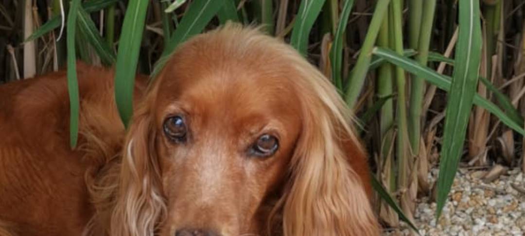 Hammer Tiertafel braucht Eure Hilfe