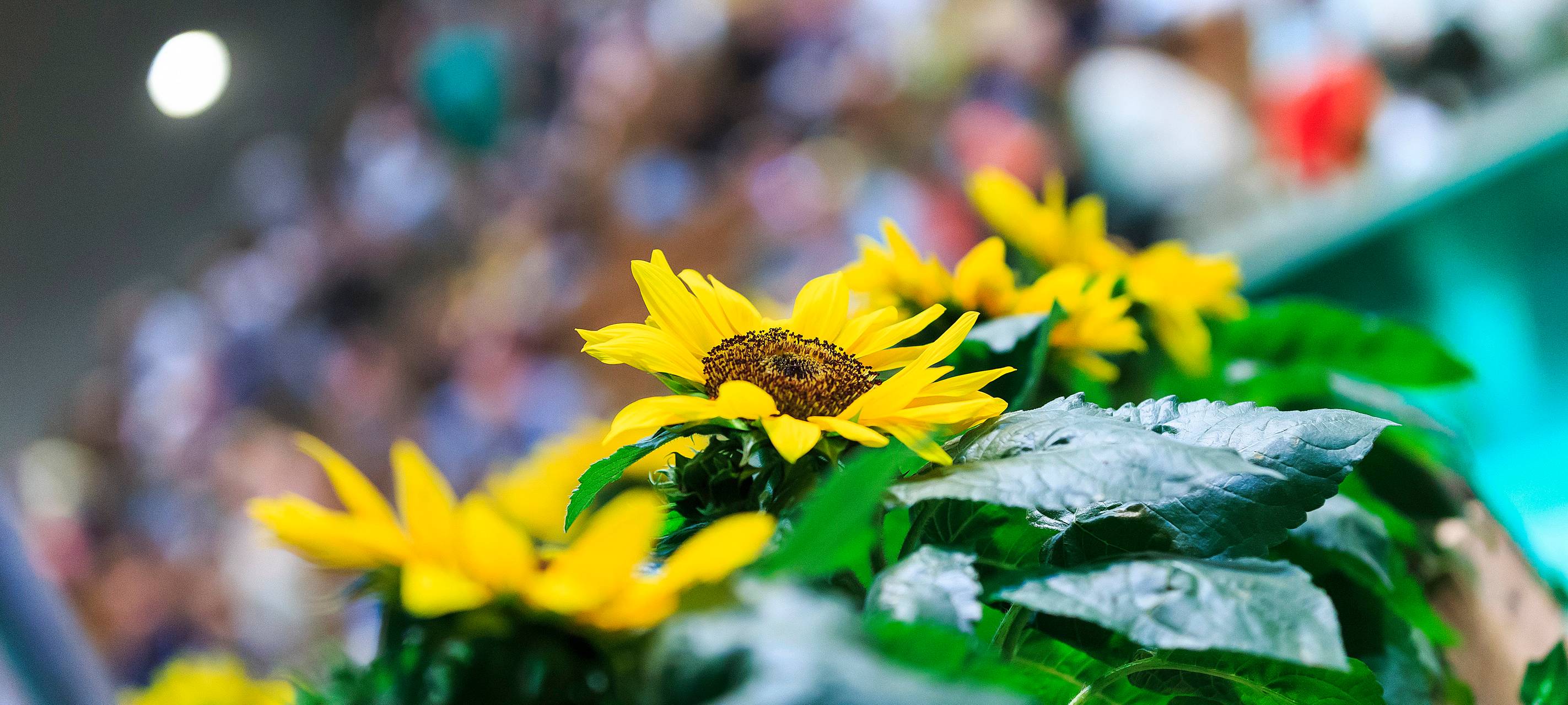 600 Besucher beim "Lachkrampf" an der Waldbühne in Hamm