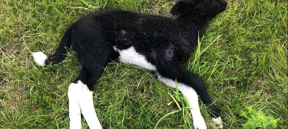 Schafzüchter in Hamm-Norddinker ist fassungslos