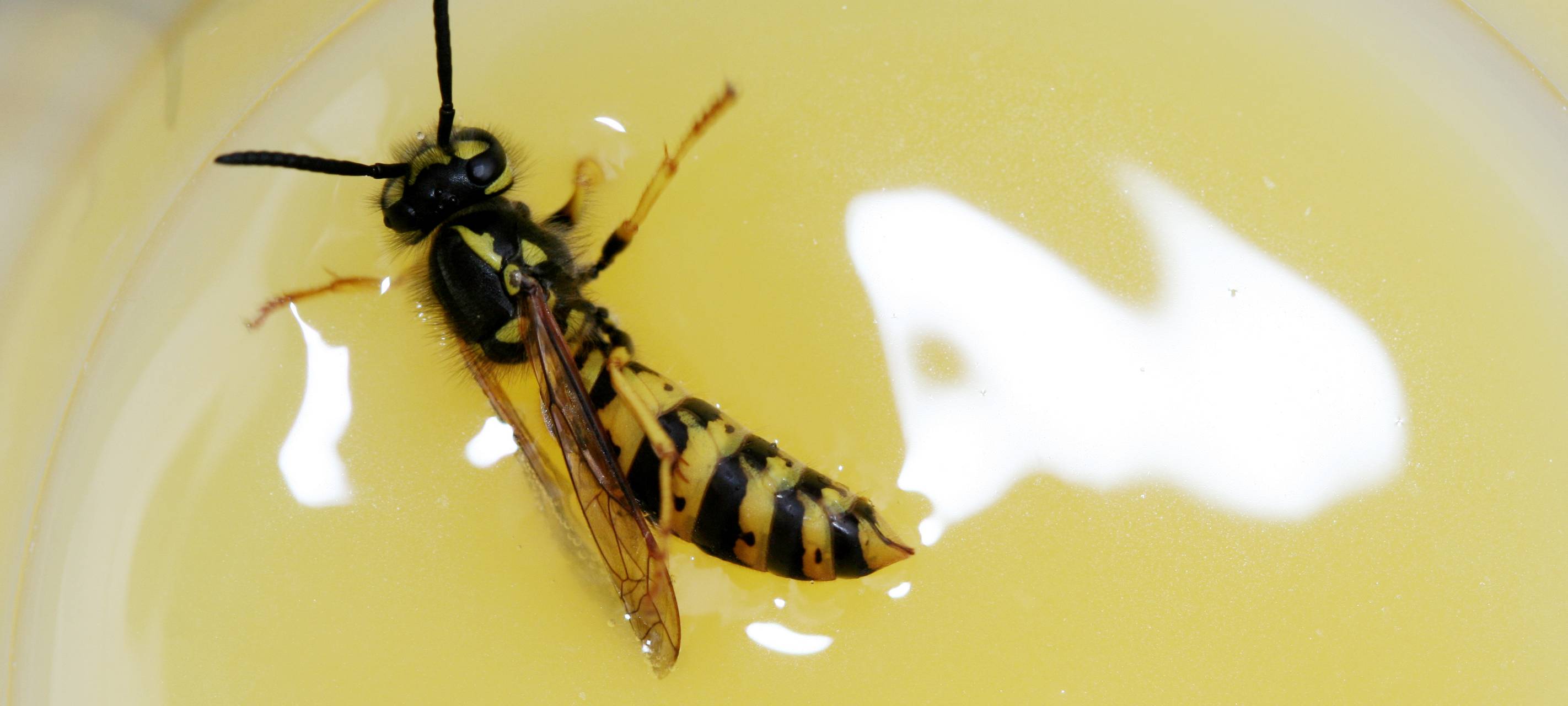 Weniger Wespen in Hamm in diesem Jahr