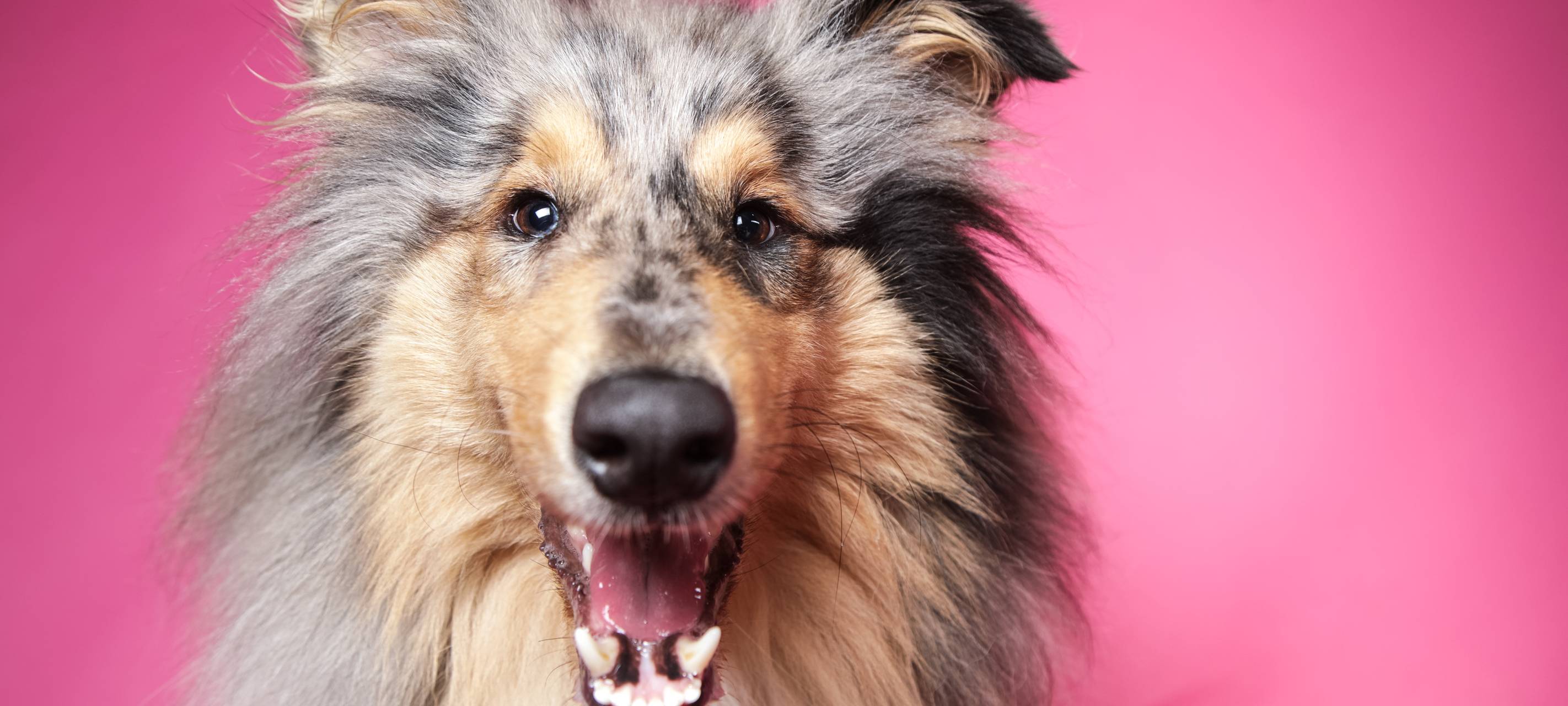 Mehr Hammer kaufen sich einen Hund