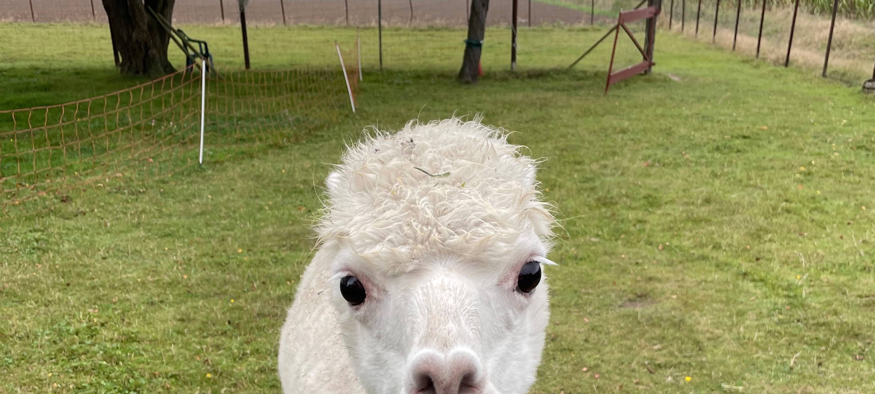 Alpakas helfen Suchtkranken in Hamm beim Entzug