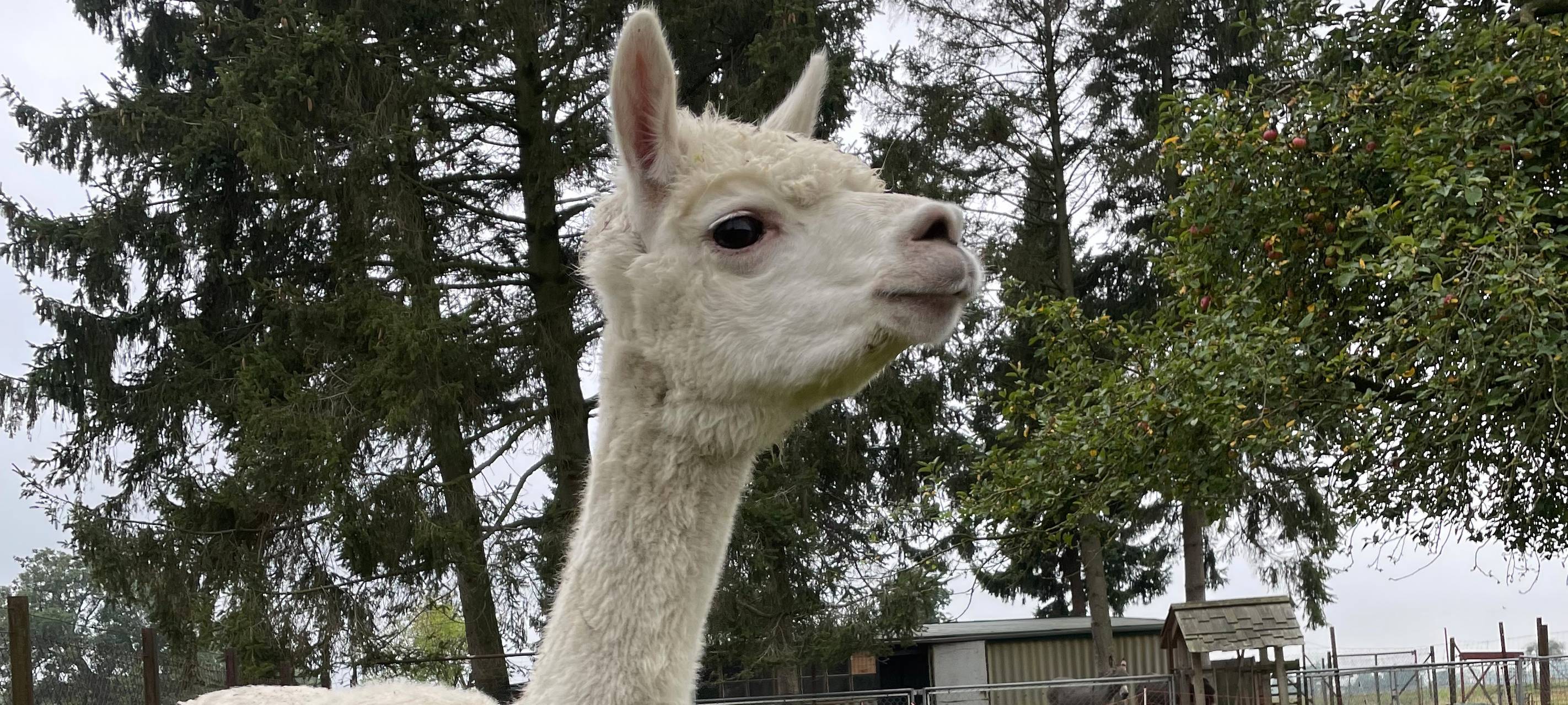 Alpakas helfen Suchtkranken in Hamm beim Entzug