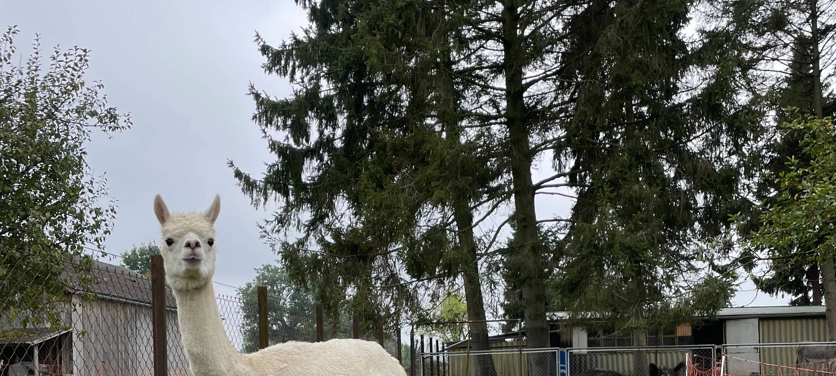 Alpakas helfen Suchtkranken in Hamm beim Entzug