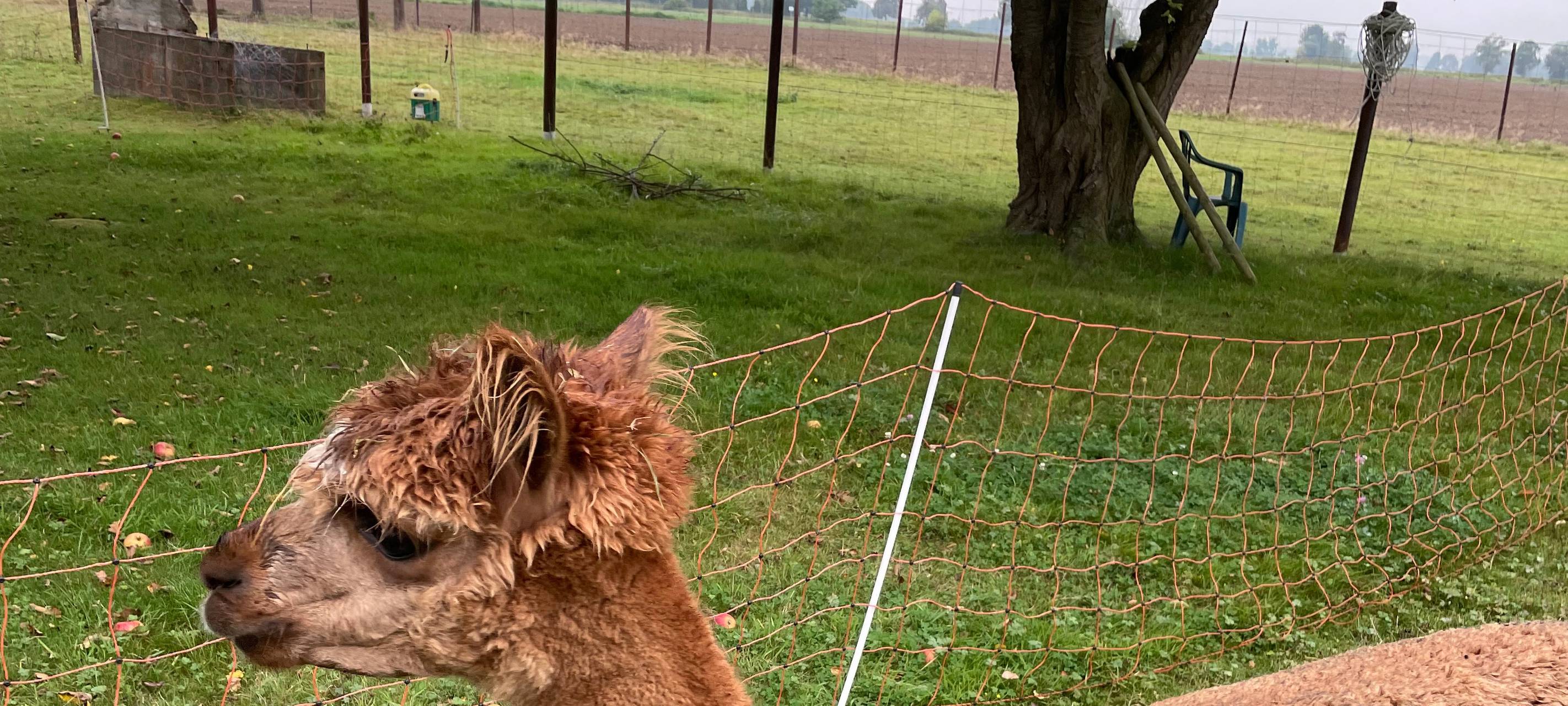 Alpakas helfen Suchtkranken in Hamm beim Entzug