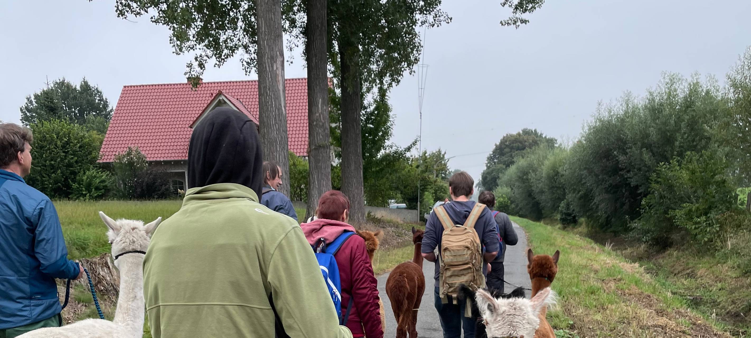 Alpakas helfen Suchtkranken in Hamm beim Entzug