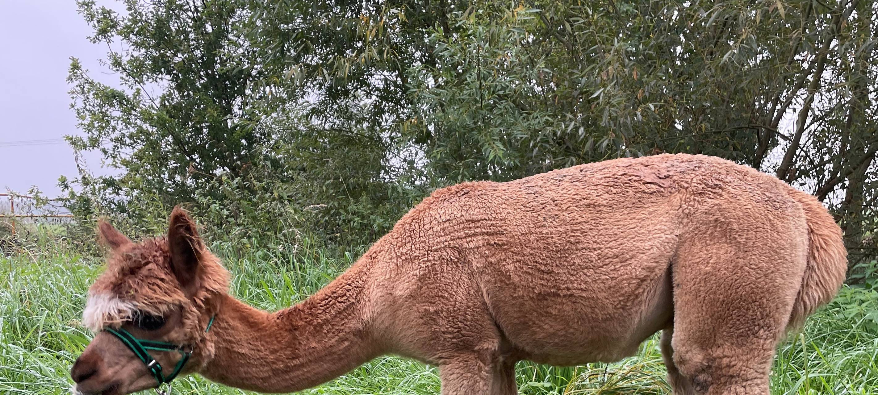 Alpakas helfen Suchtkranken in Hamm beim Entzug