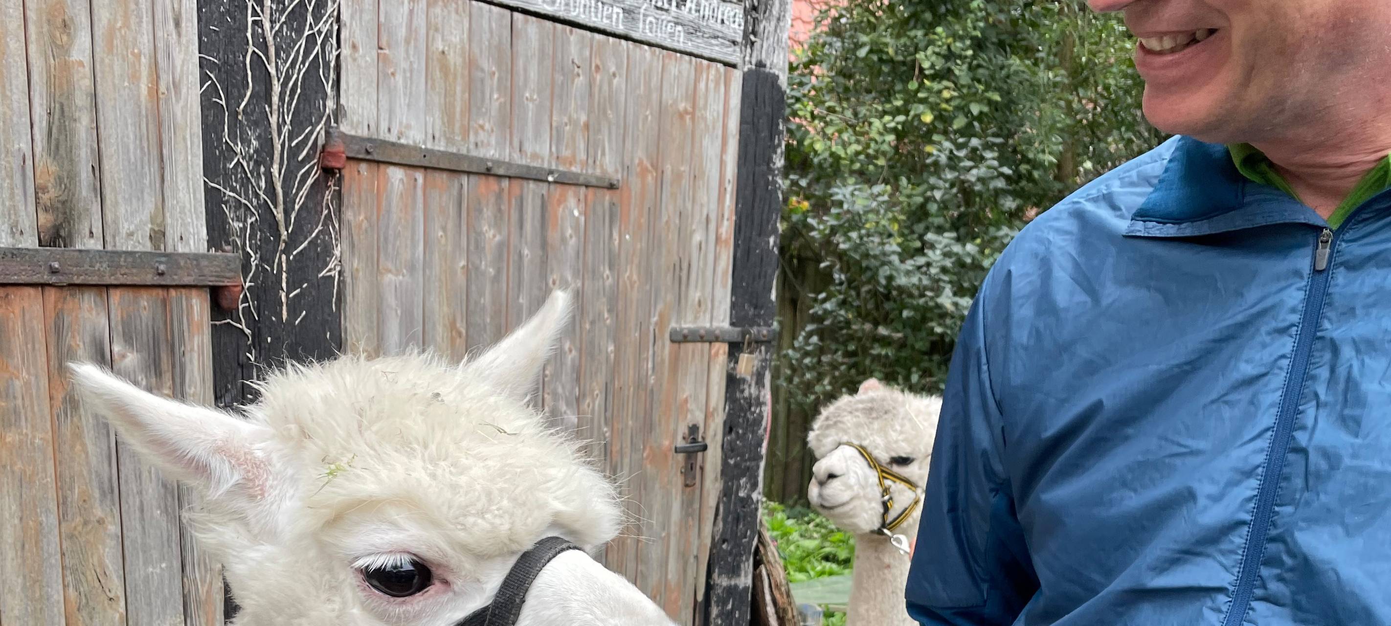 Alpakas helfen Suchtkranken in Hamm beim Entzug