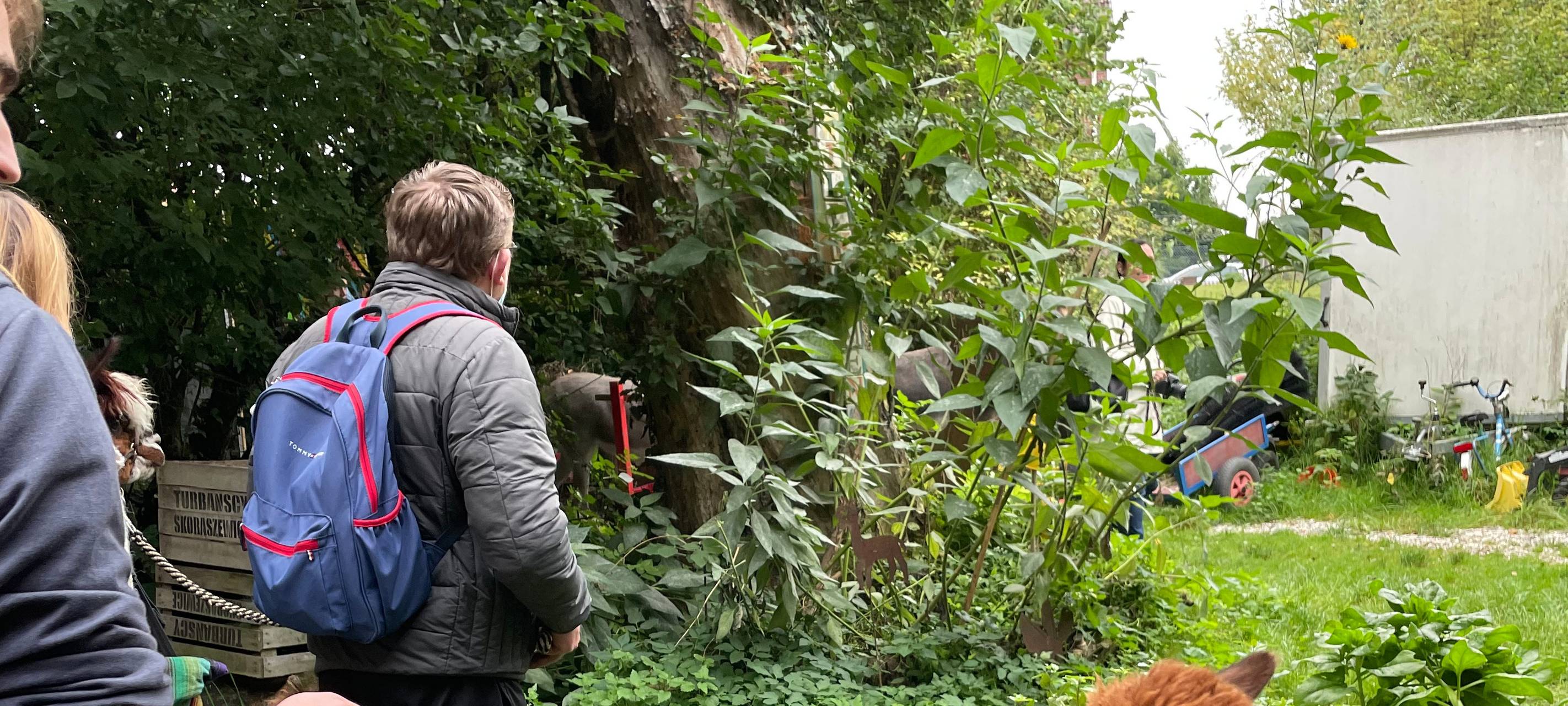Alpakas helfen Suchtkranken in Hamm beim Entzug