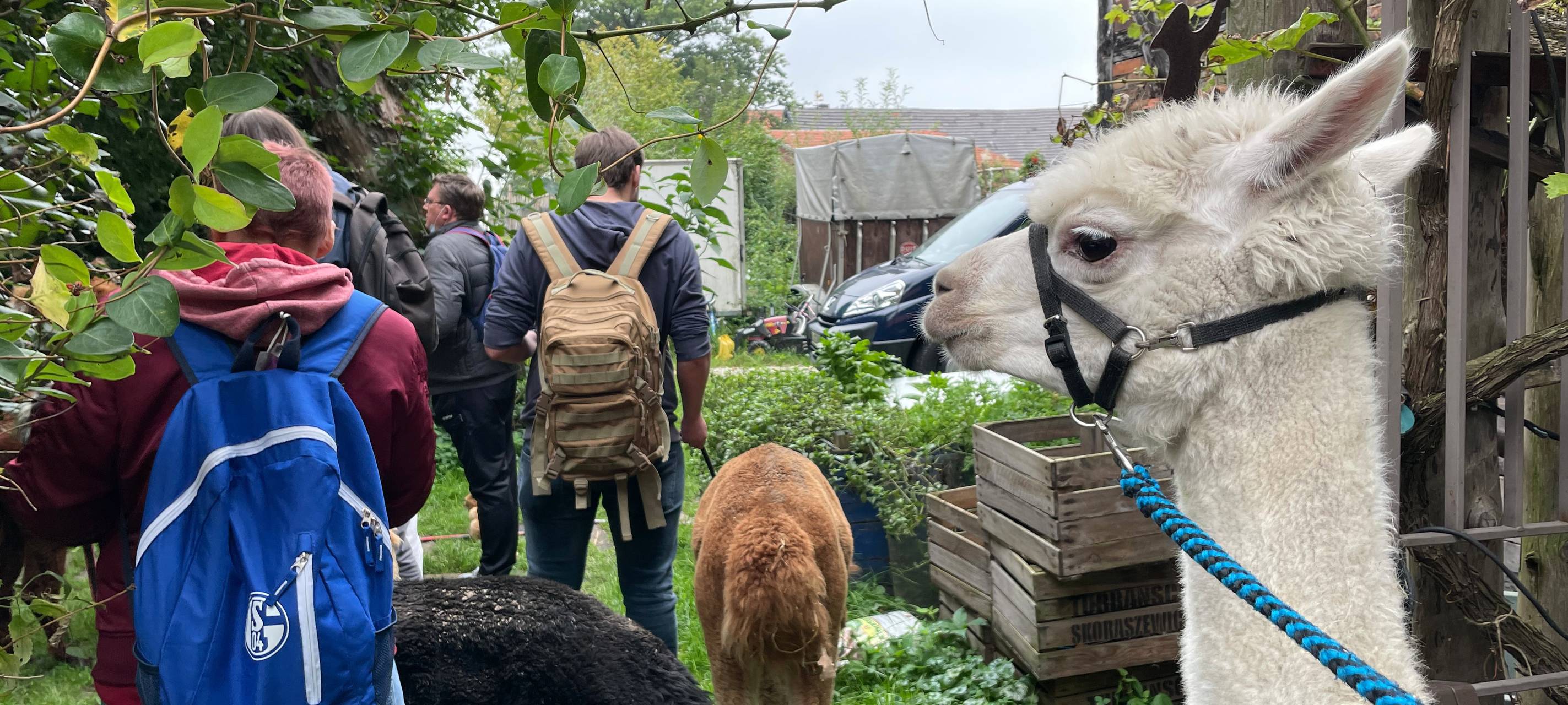 Alpakas helfen Suchtkranken in Hamm beim Entzug