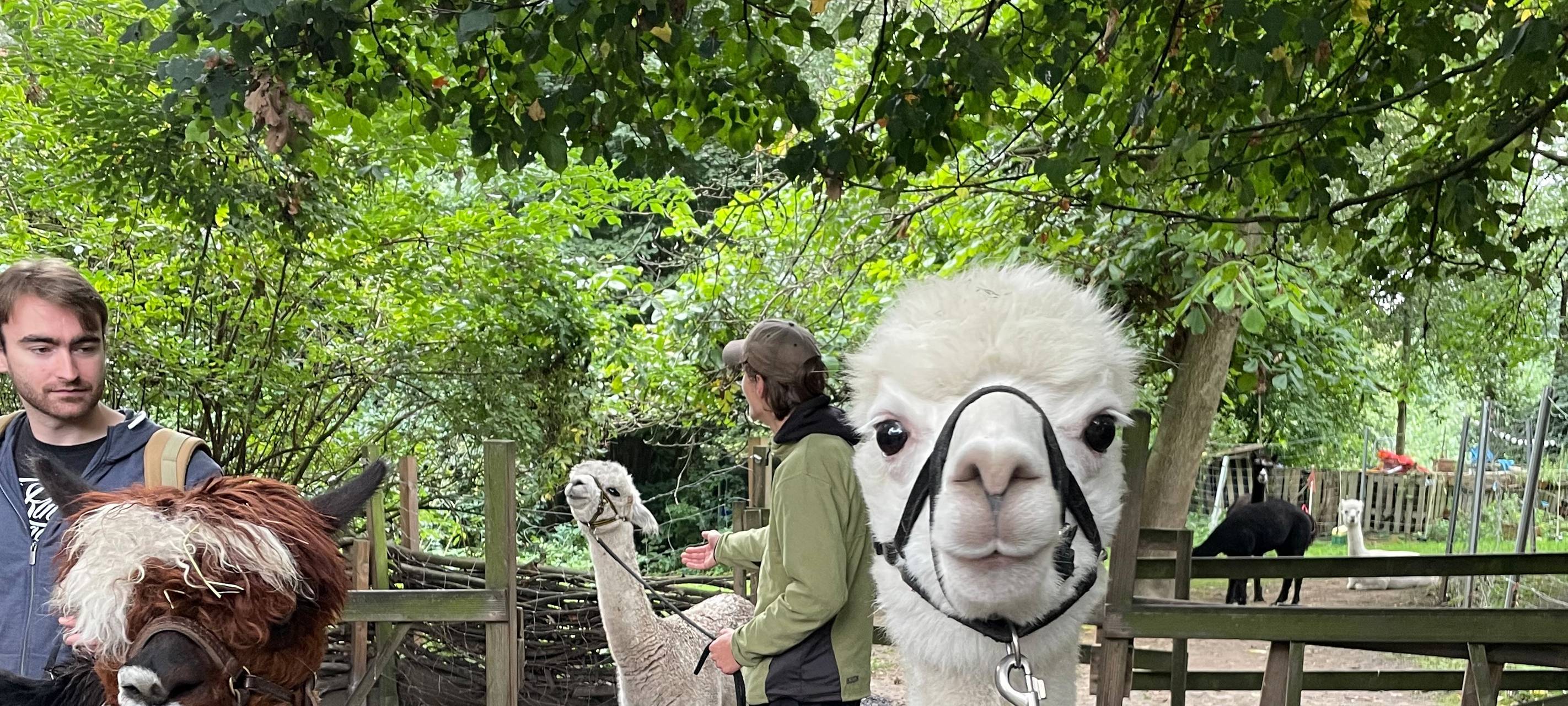 Alpakas helfen Suchtkranken in Hamm beim Entzug