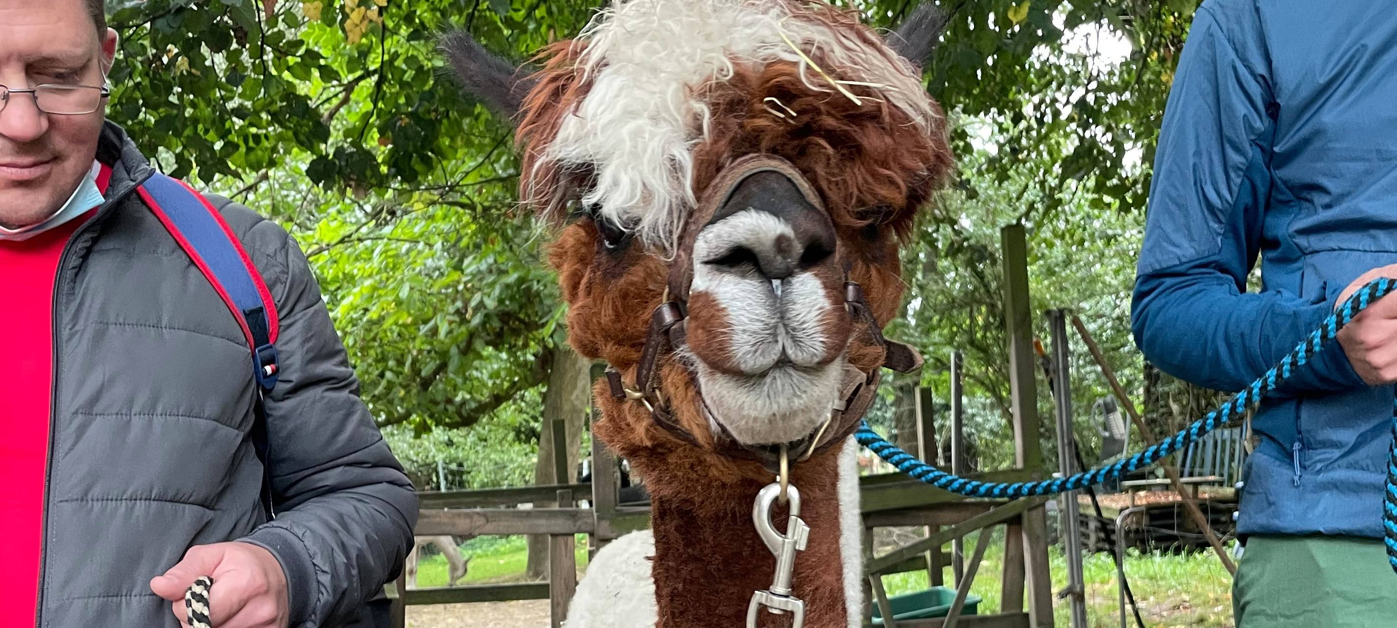 Alpakas helfen Suchtkranken in Hamm beim Entzug
