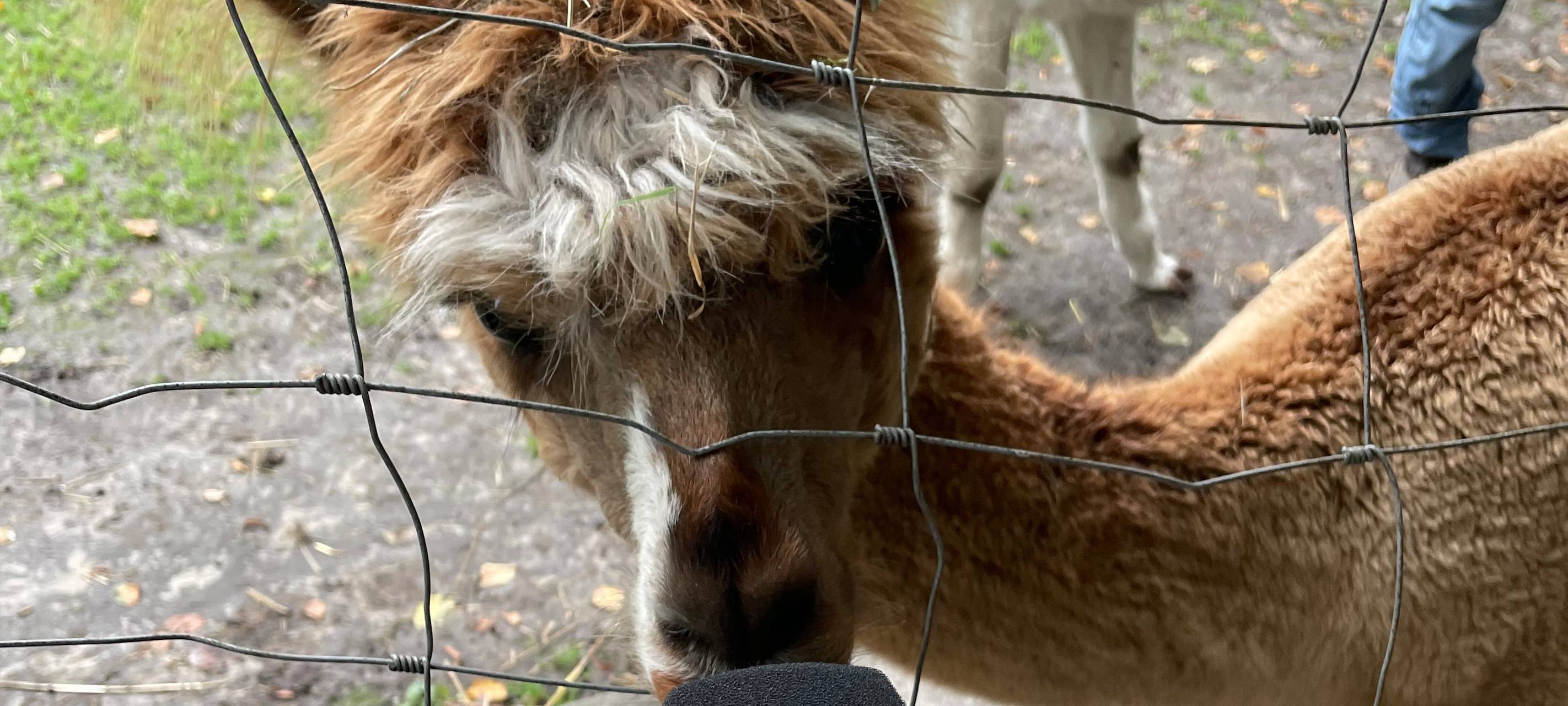 Alpakas helfen Suchtkranken in Hamm beim Entzug