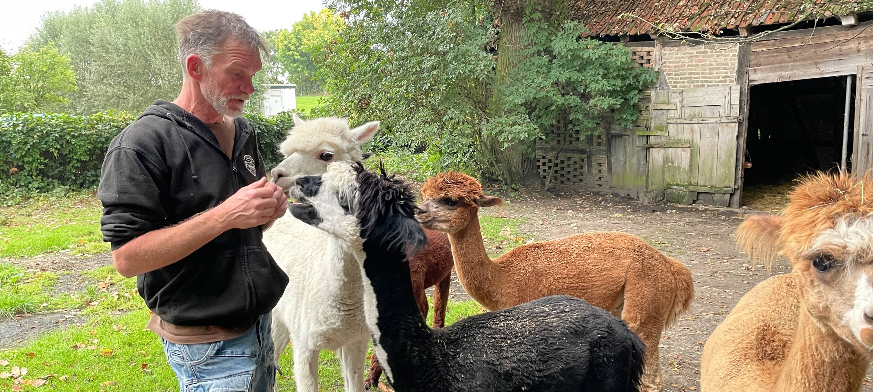 Alpakas helfen Suchtkranken in Hamm beim Entzug