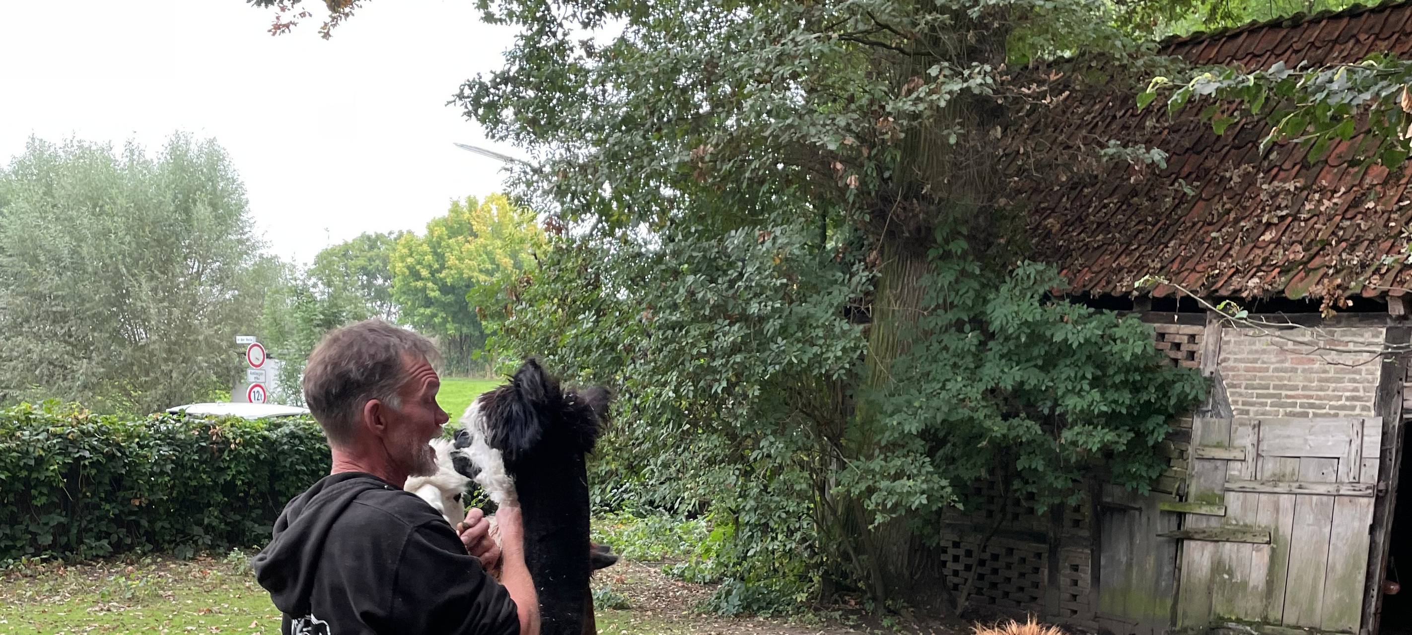 Alpakas helfen Suchtkranken in Hamm beim Entzug