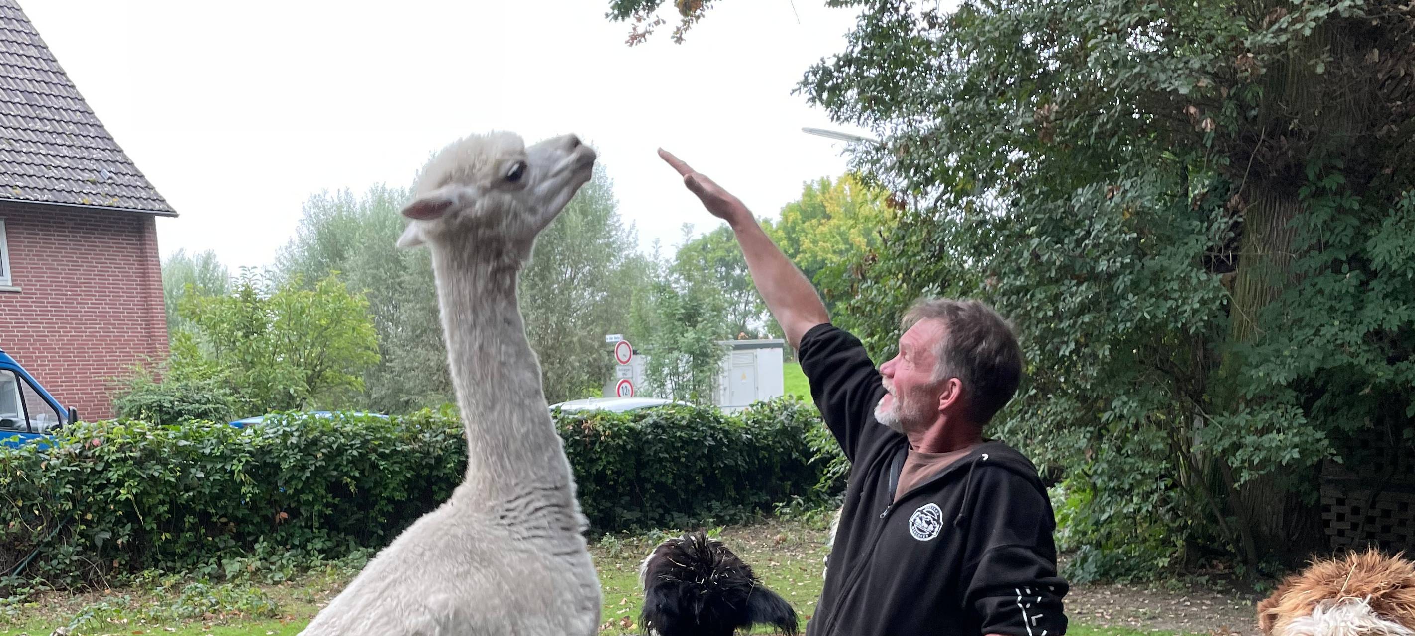 Alpakas helfen Suchtkranken in Hamm beim Entzug