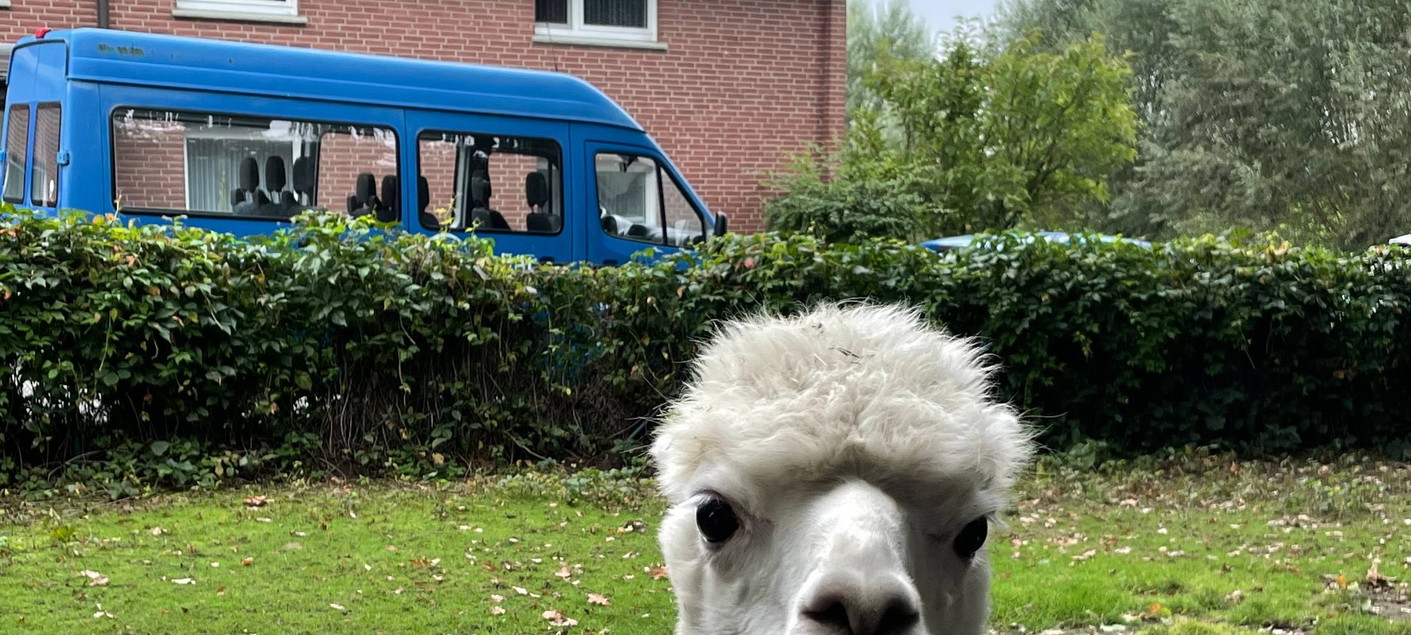 Alpakas helfen Suchtkranken in Hamm beim Entzug