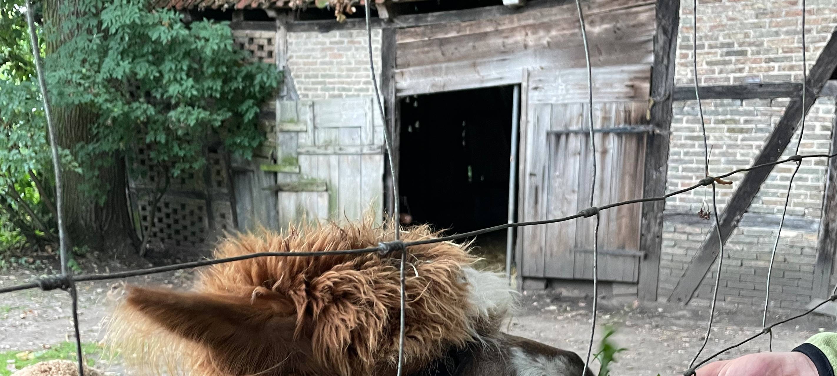 Alpakas helfen Suchtkranken in Hamm beim Entzug