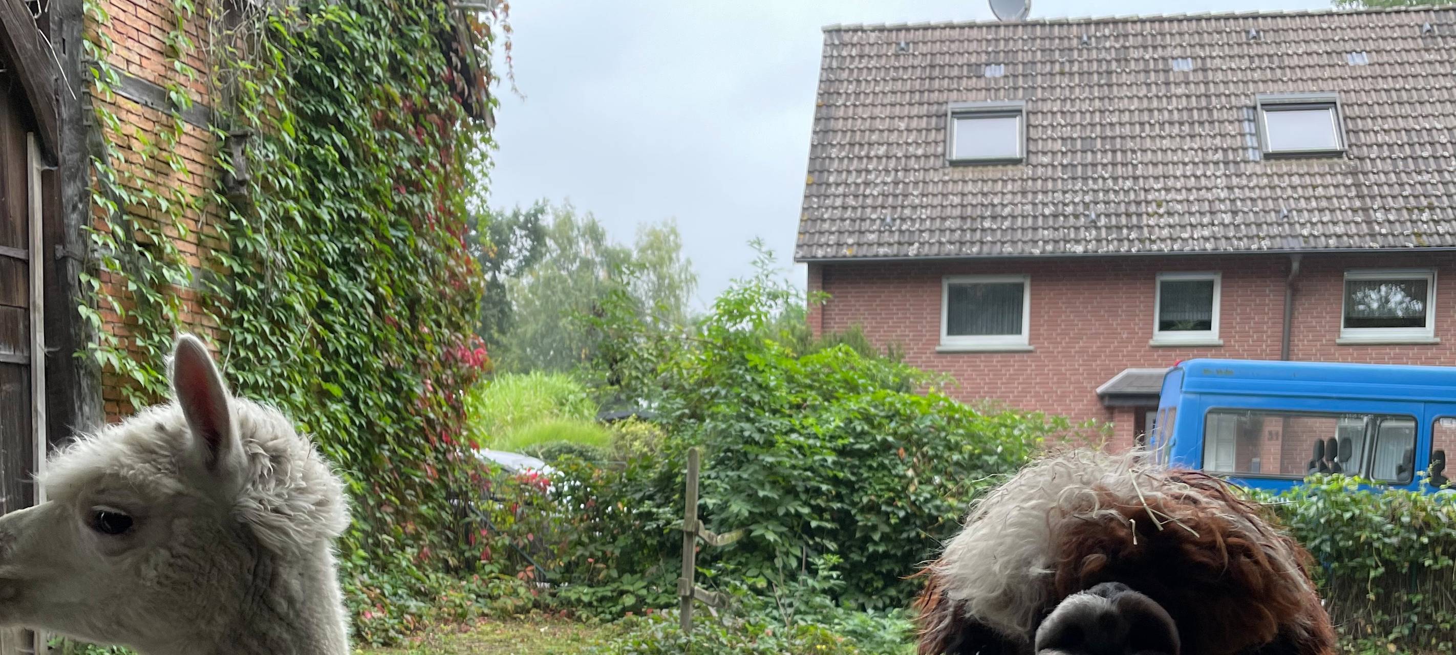 Alpakas helfen Suchtkranken in Hamm beim Entzug