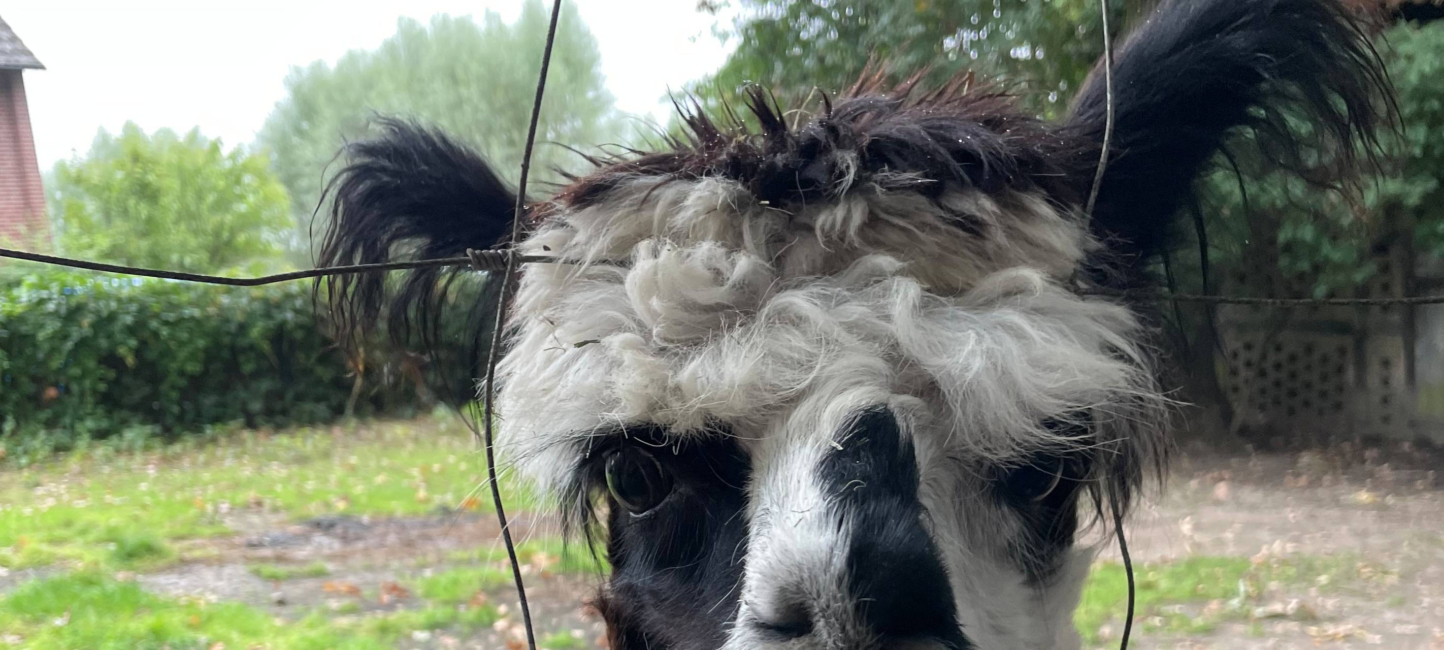 Alpakas helfen Suchtkranken in Hamm beim Entzug