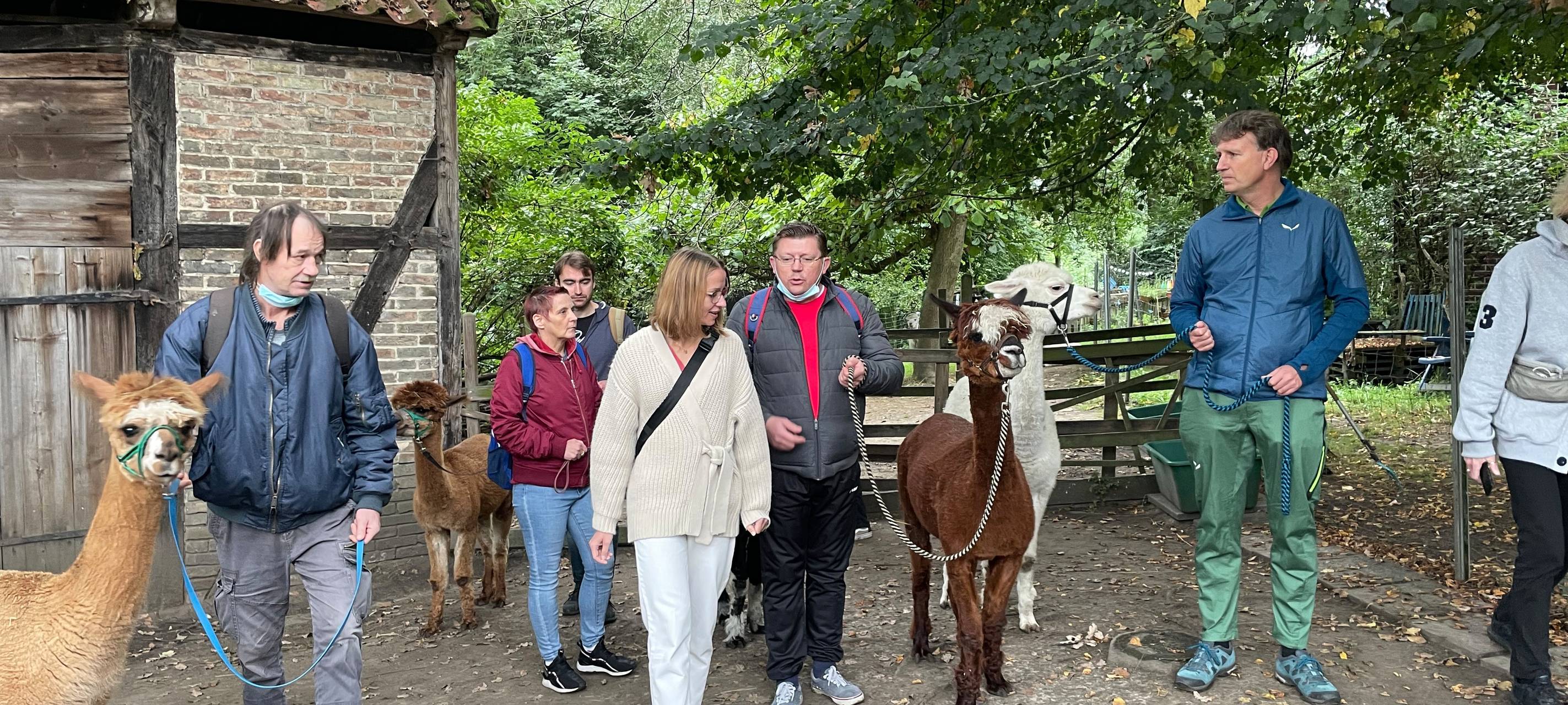 Alpakas helfen Suchtkranken in Hamm beim Entzug