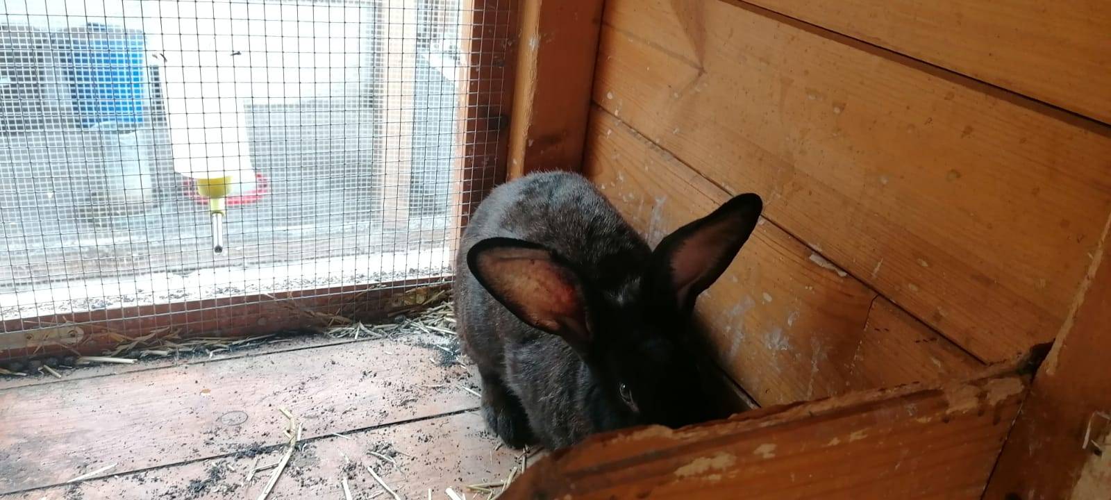 schwarzes Kaninchen im Stall