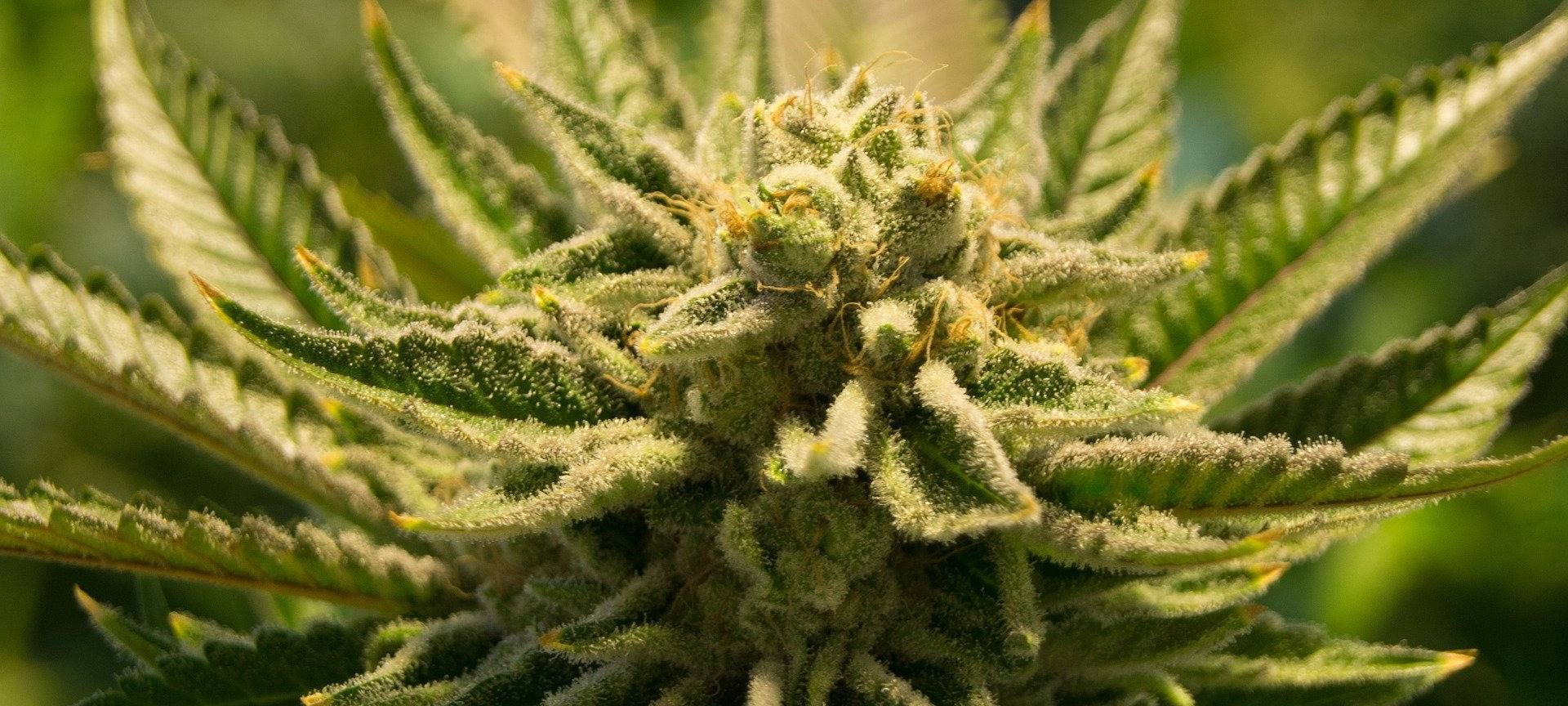 Eine Cannabis-Blüte.