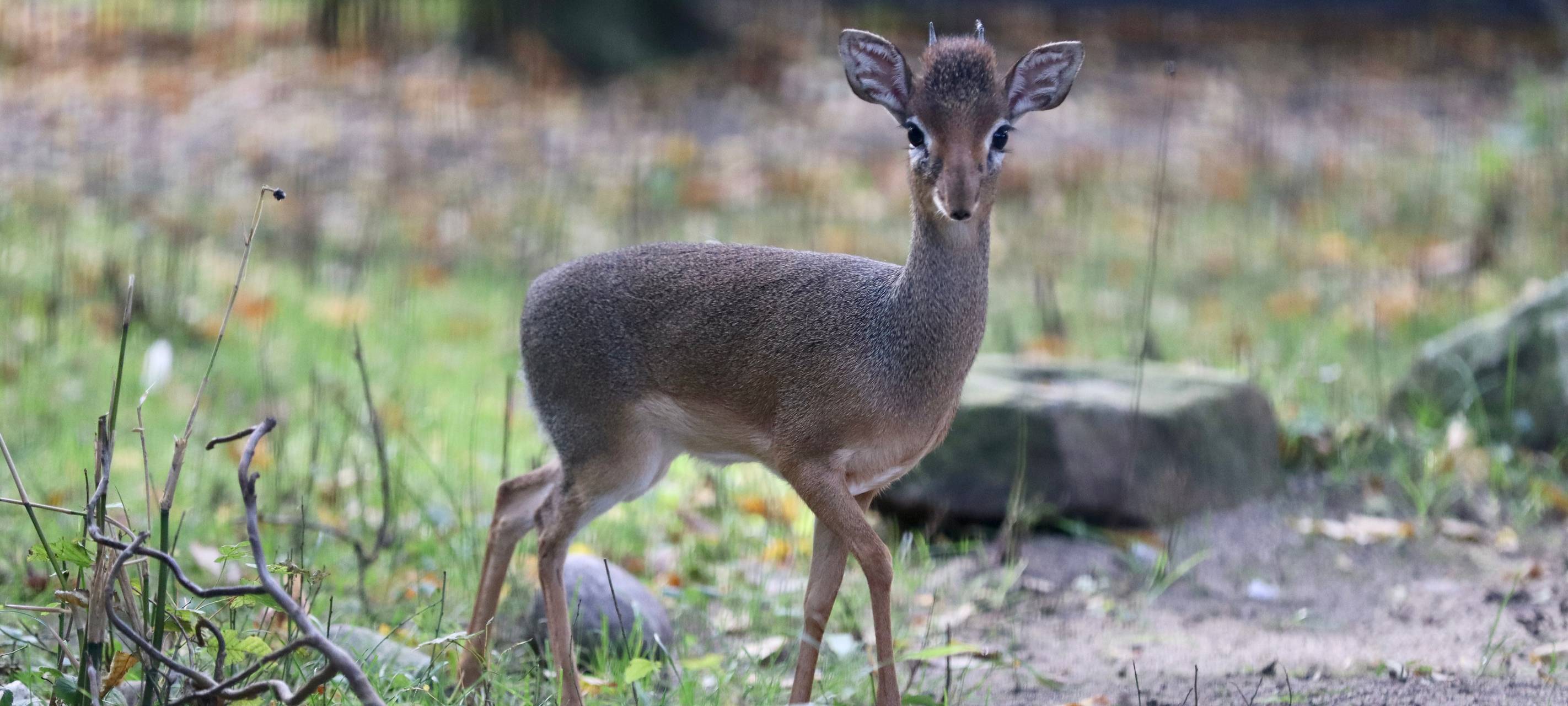 Neue Tiere im Tierpark Hamm